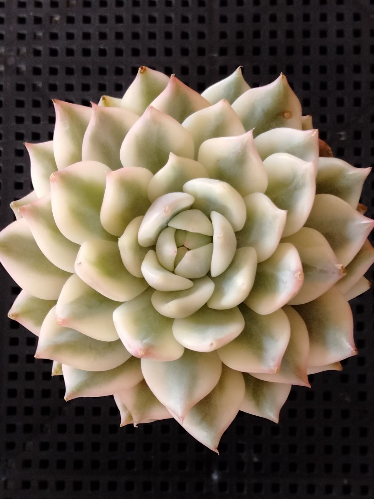 多肉植物 プリズム錦 大苗 - メルカリ