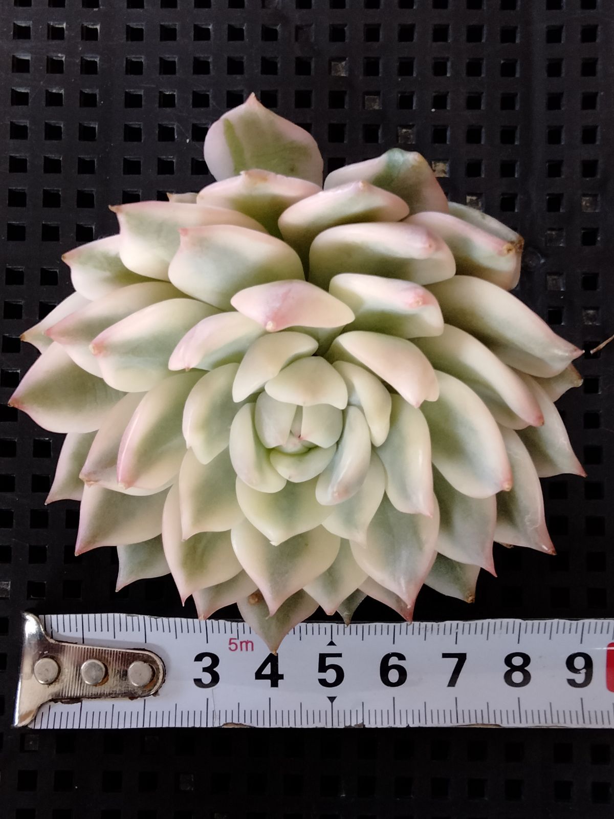 多肉植物 プリズム錦 大苗 - メルカリ