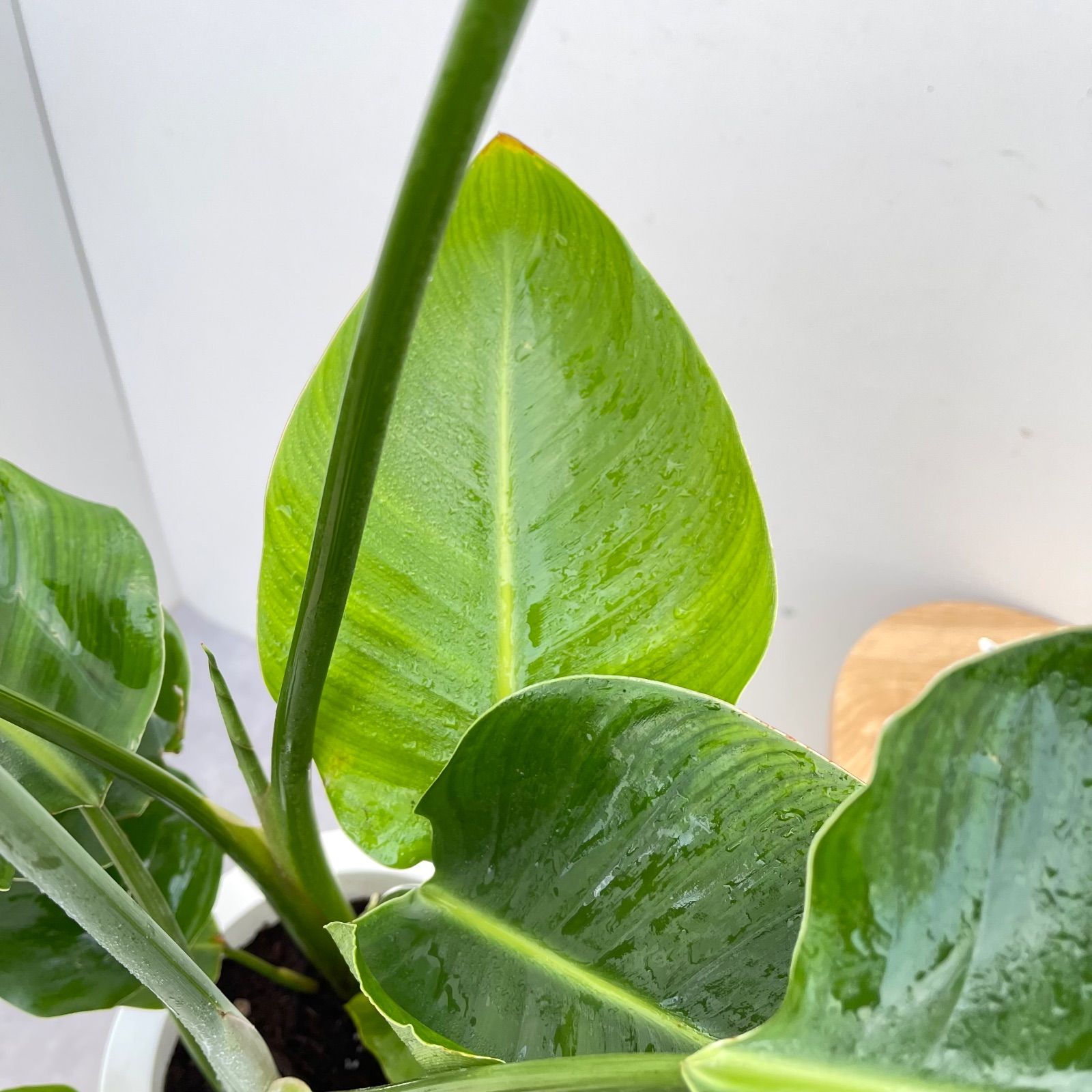 オーガスタ ストレリチア ニコライ 3【現品】観葉植物 室内 7号 - メルカリ