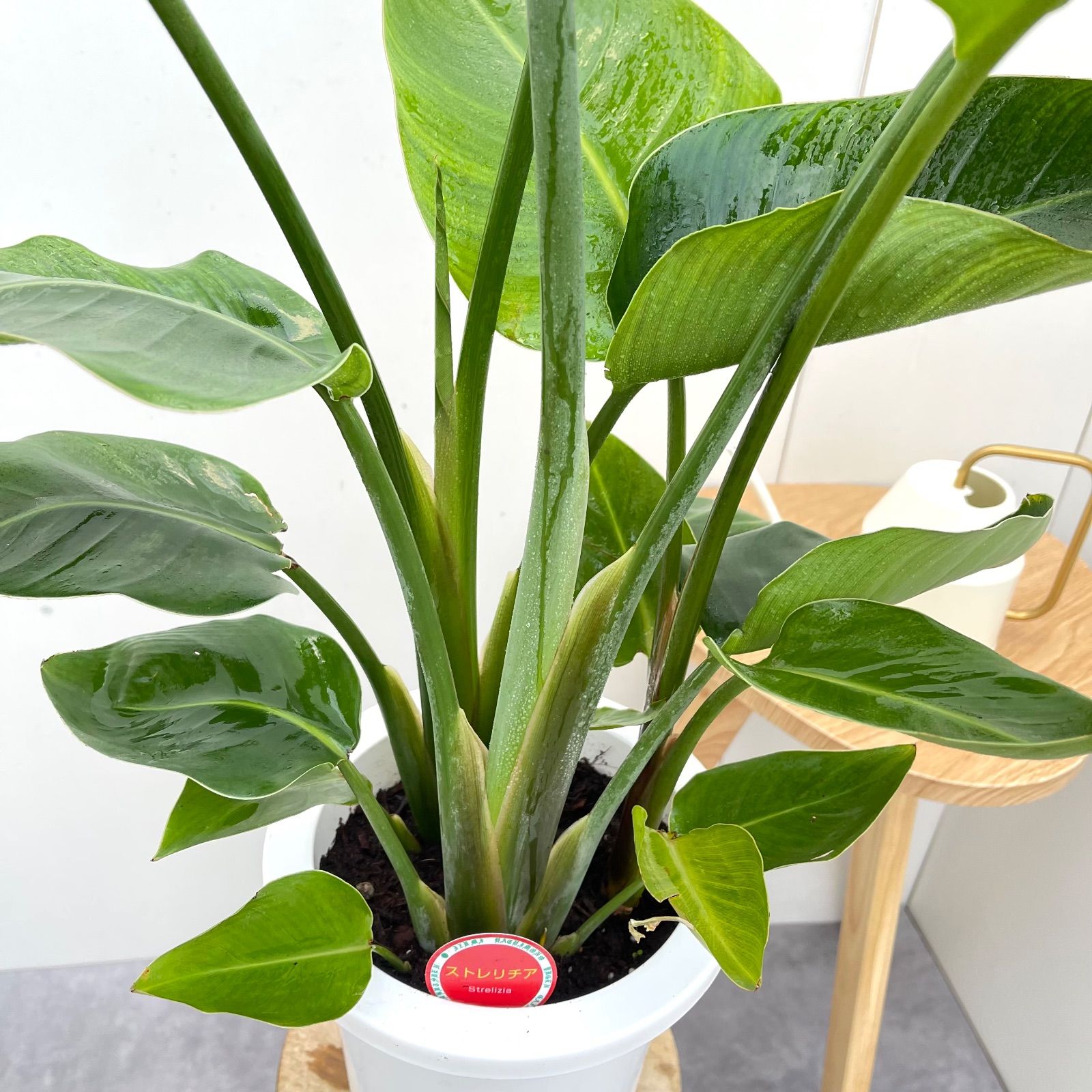 オーガスタ ストレリチア ニコライ 3【現品】観葉植物 室内 7号 - メルカリ