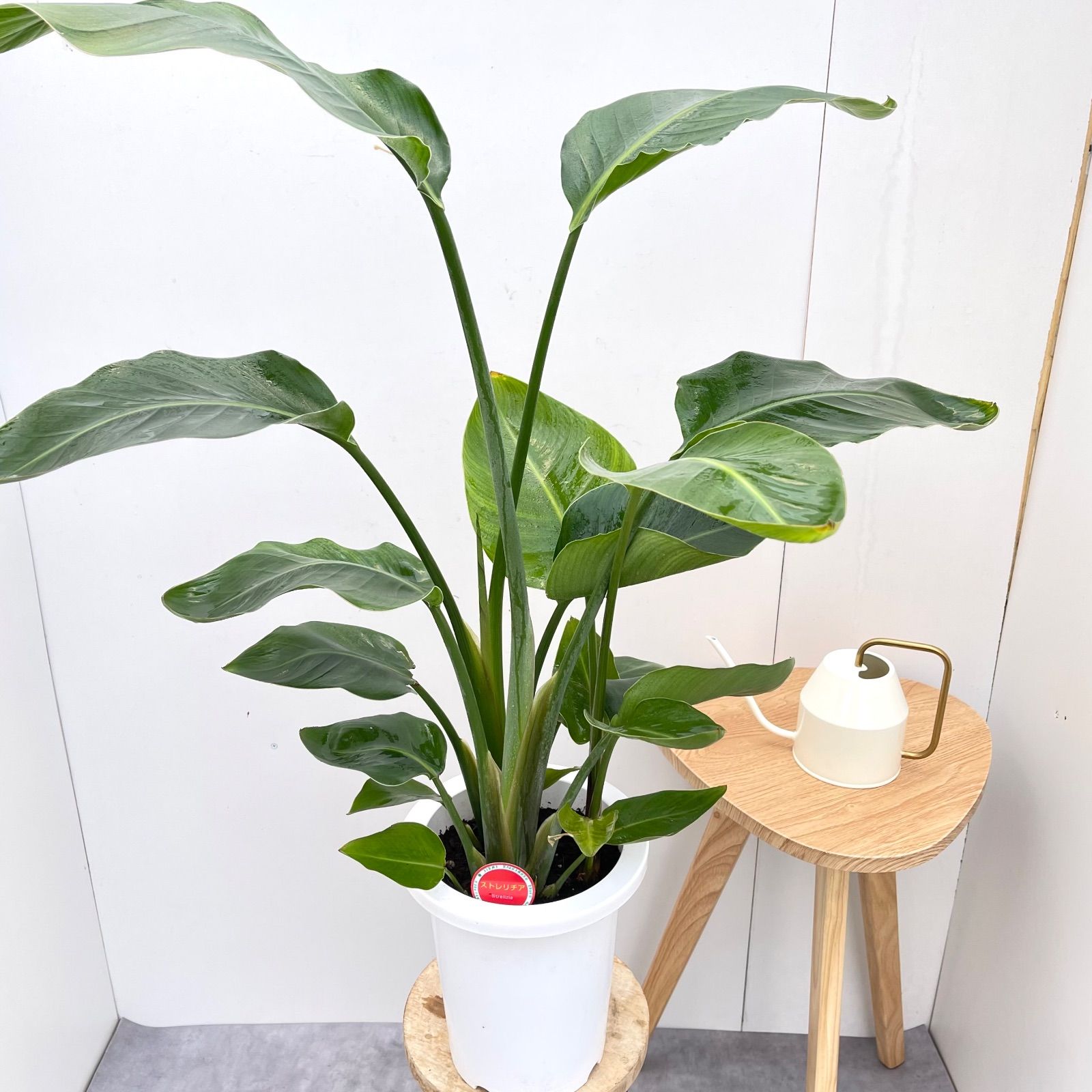 オーガスタ ストレリチア ニコライ 3【現品】観葉植物 室内 7号 - メルカリ