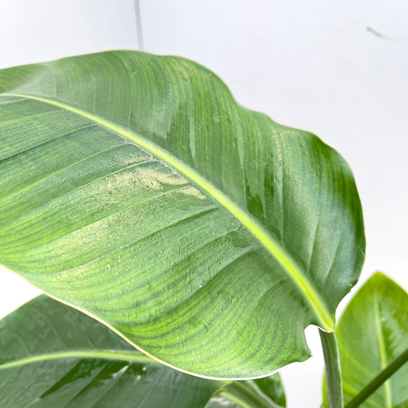 オーガスタ ストレリチア ニコライ 3【現品】観葉植物 室内 7号 - メルカリ オーガスタ ストレリチア ニコライ 3【現品】観葉植物 室内 7号 - メルカリ