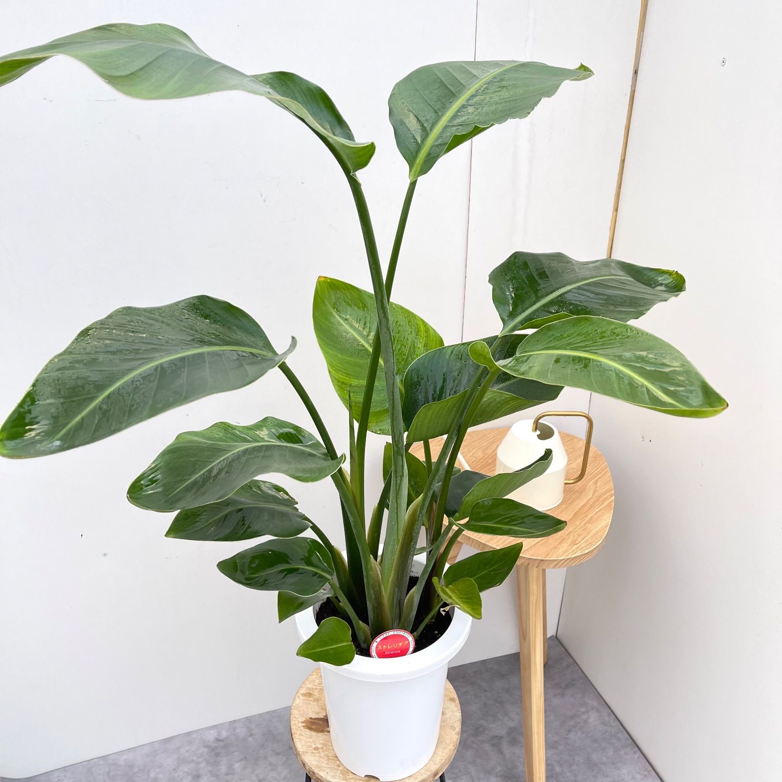 オーガスタ ストレリチア ニコライ 3【現品】観葉植物 室内 7号 - メルカリ