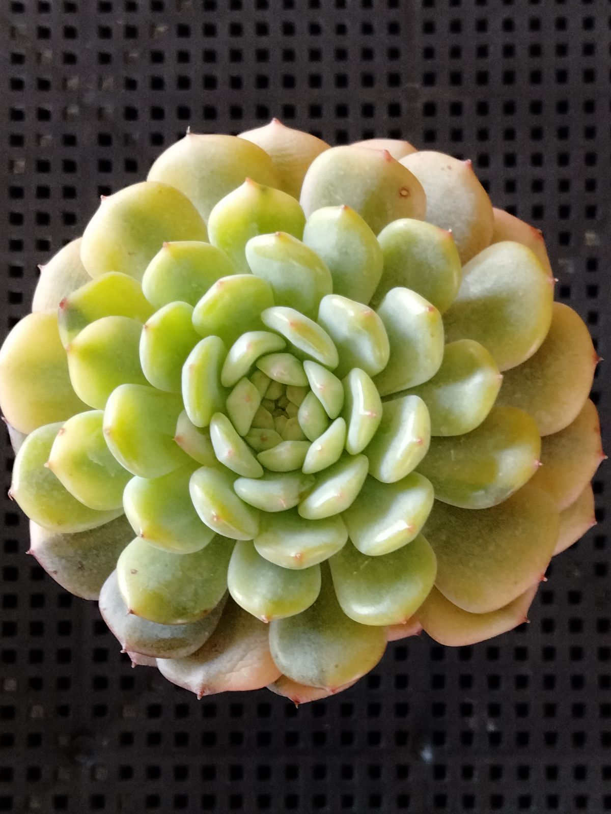 多肉植物　艶美人錦　微根　ネコポス発送 多肉植物 艶美人錦 微根 ネコポス発送 多肉植物 艶美人錦 微根