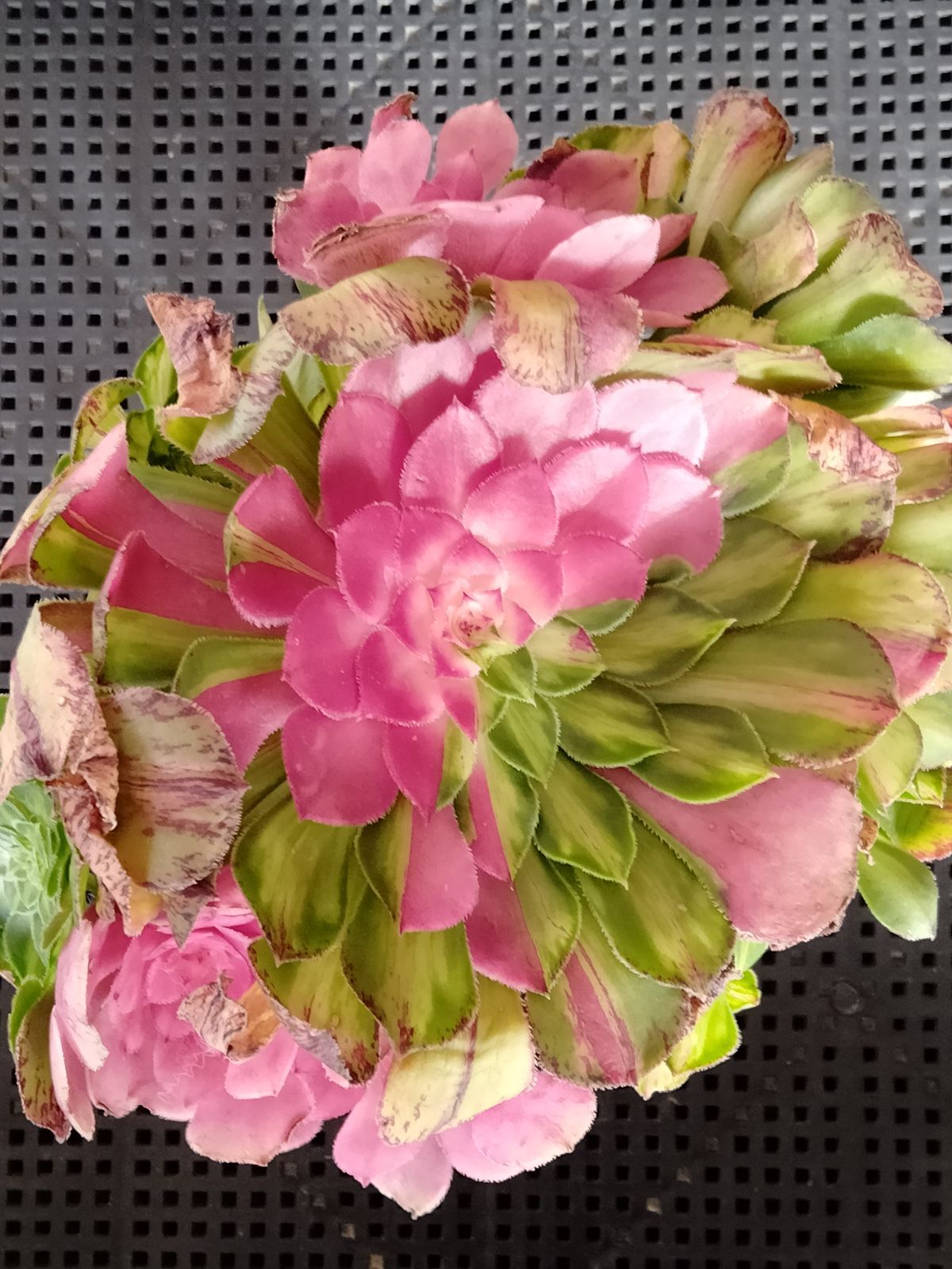 メルカリ便　アエオニウム　ヤヌス錦　韓国苗 多肉植物 メルカリ便 アエオニウム ヤヌス錦 - メルカリ