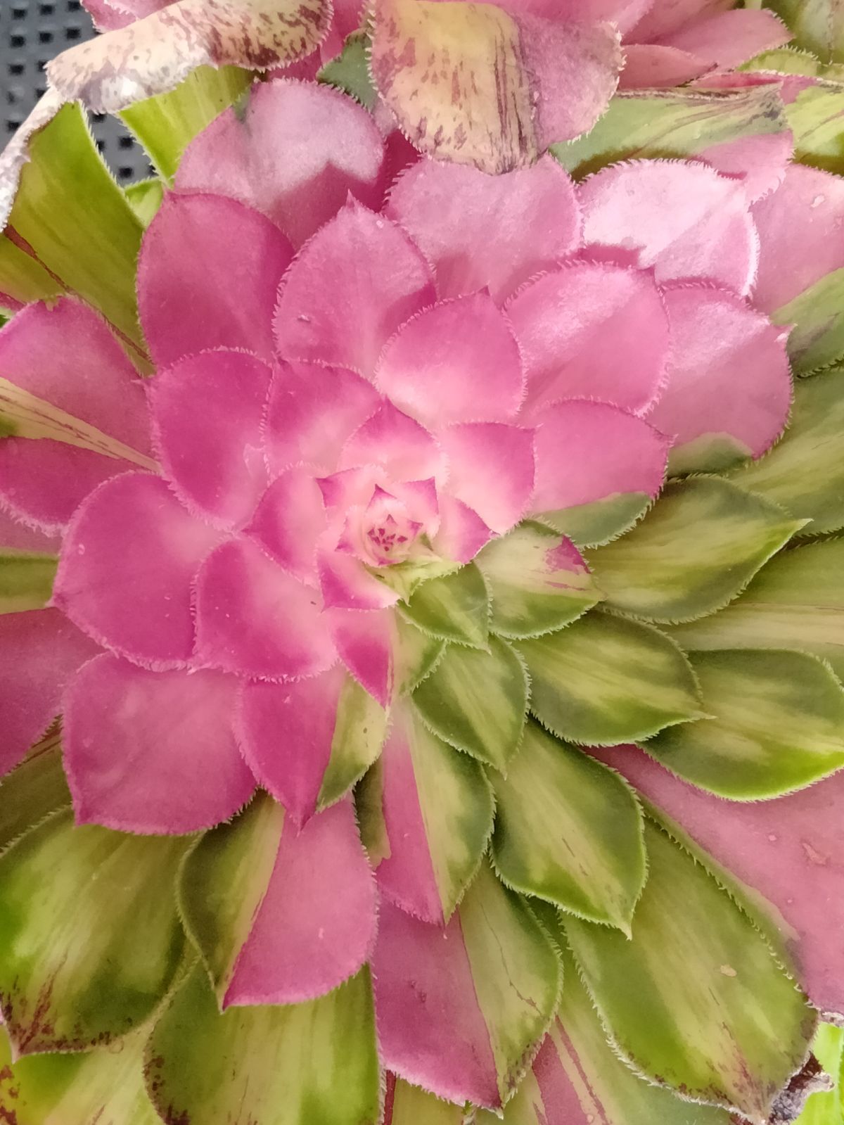 多肉植物 メルカリ便 アエオニウム ヤヌス錦 - メルカリ