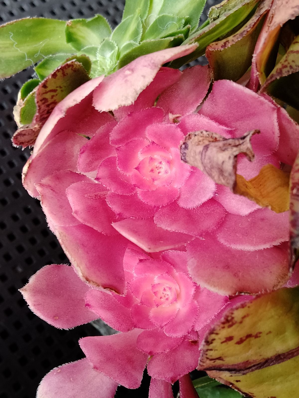 多肉植物 メルカリ便 アエオニウム ヤヌス錦 - メルカリ