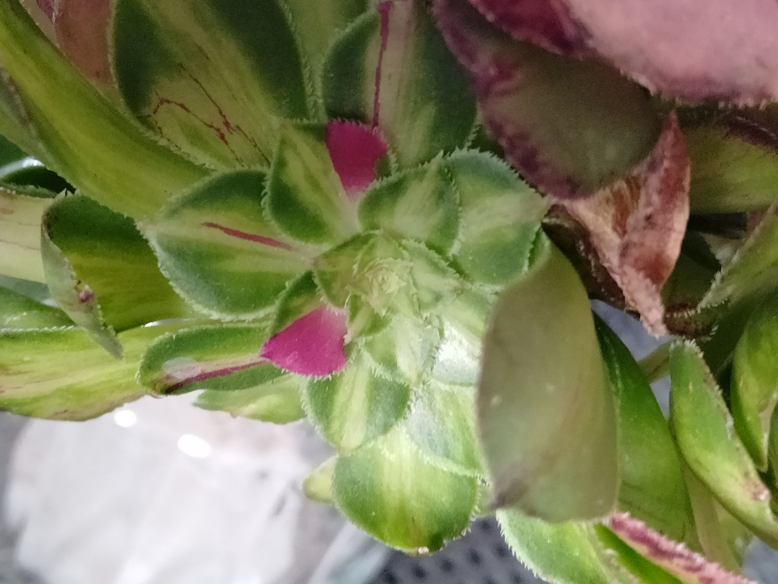 メルカリ便　アエオニウム　ヤヌス錦　韓国苗 多肉植物 メルカリ便 アエオニウム ヤヌス錦 - メルカリ