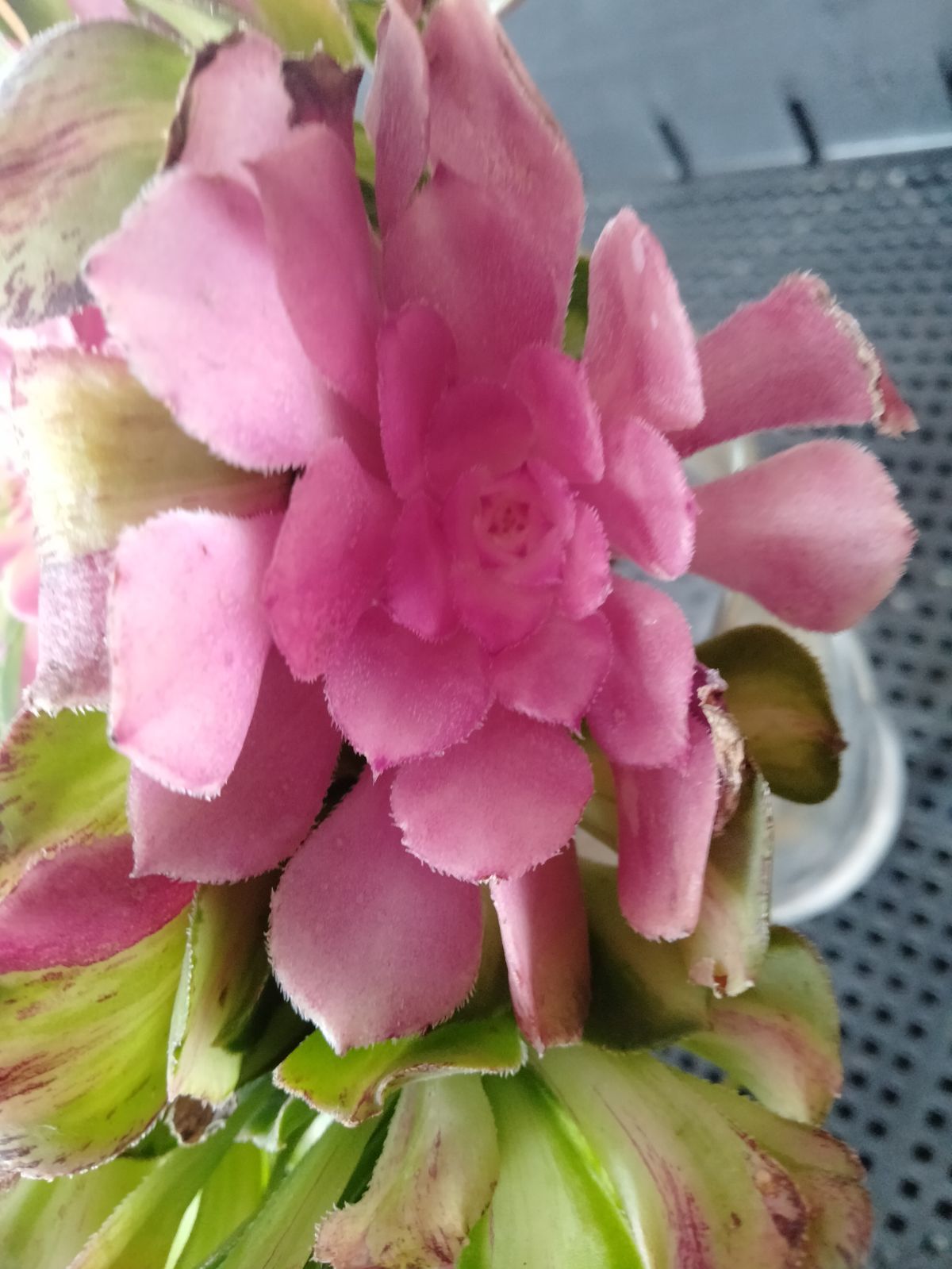 多肉植物 メルカリ便 アエオニウム ヤヌス錦 - メルカリ