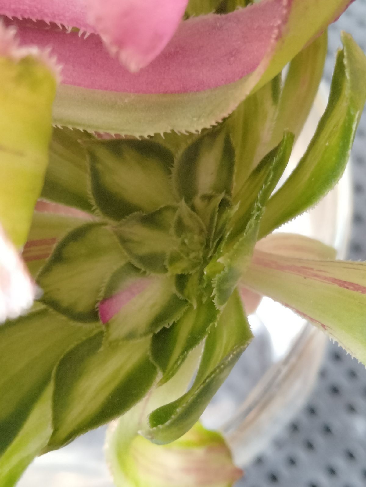 多肉植物 メルカリ便 アエオニウム ヤヌス錦 - メルカリ