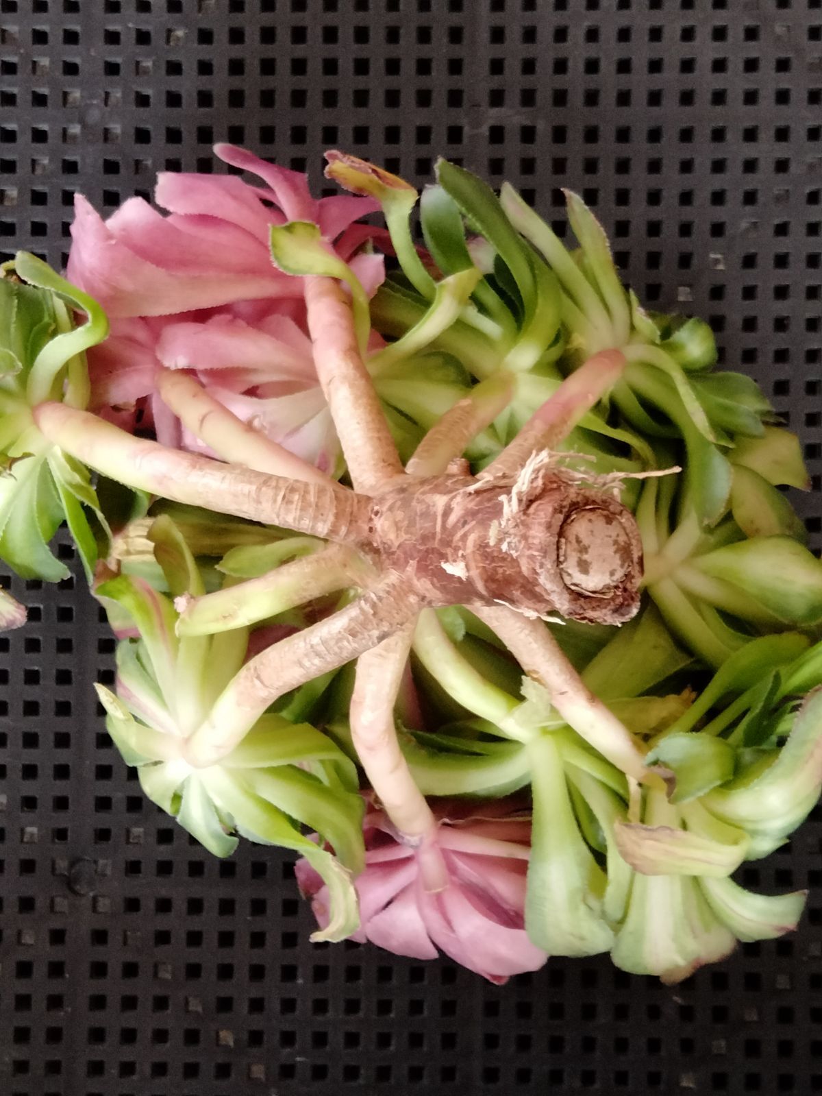 多肉植物 メルカリ便 アエオニウム ヤヌス錦 - メルカリ