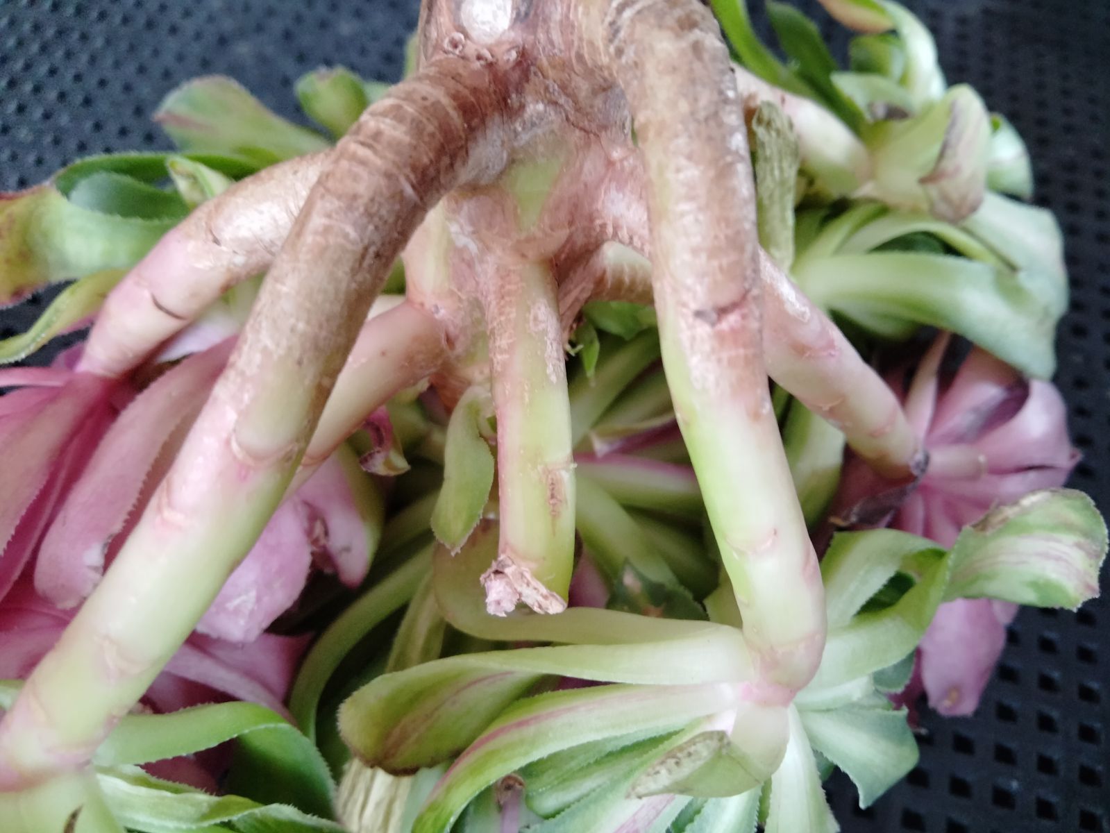 多肉植物 メルカリ便 アエオニウム ヤヌス錦 - メルカリ