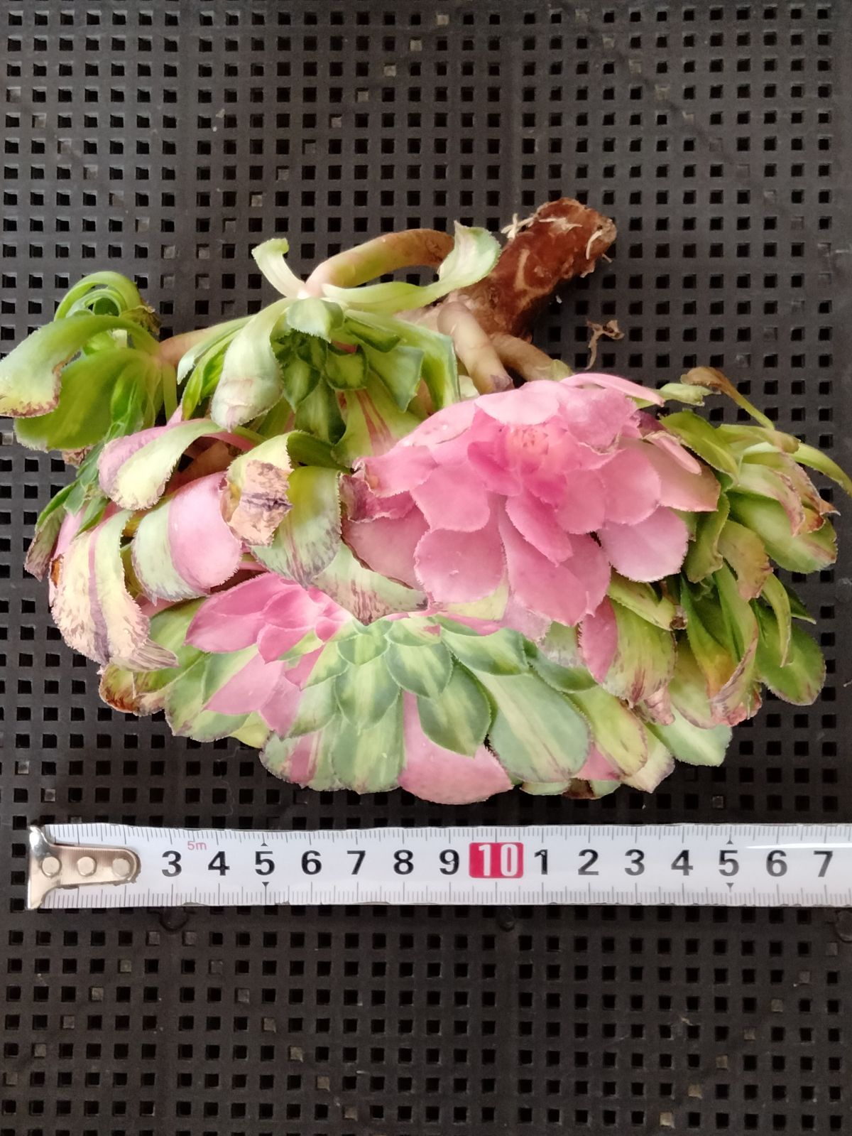 多肉植物 メルカリ便 アエオニウム ヤヌス錦 - メルカリ