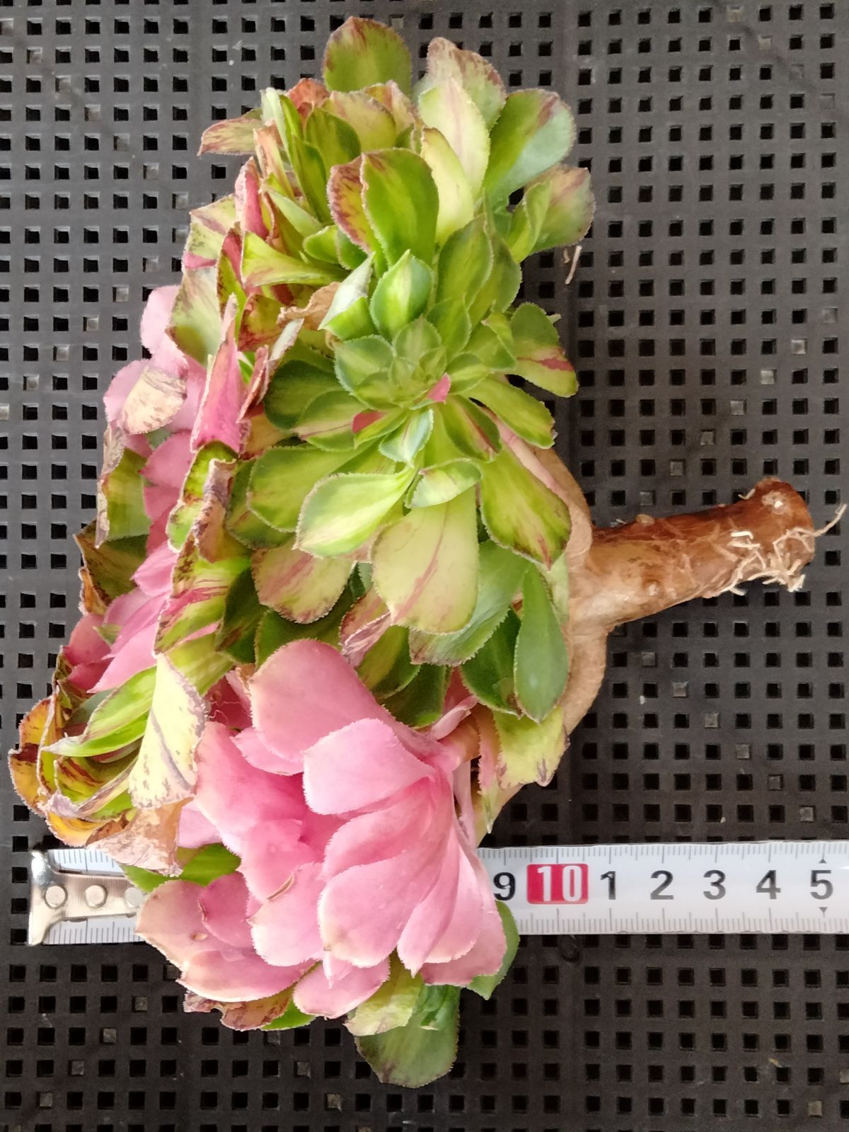 多肉植物 メルカリ便 アエオニウム ヤヌス錦 - メルカリ