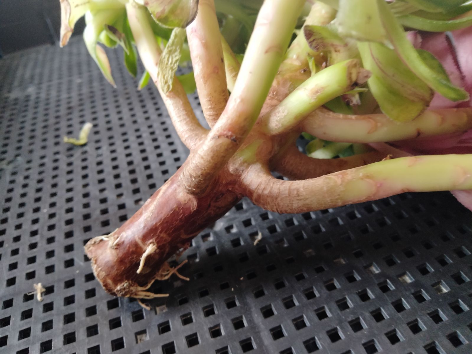 多肉植物 メルカリ便 アエオニウム ヤヌス錦 - メルカリ