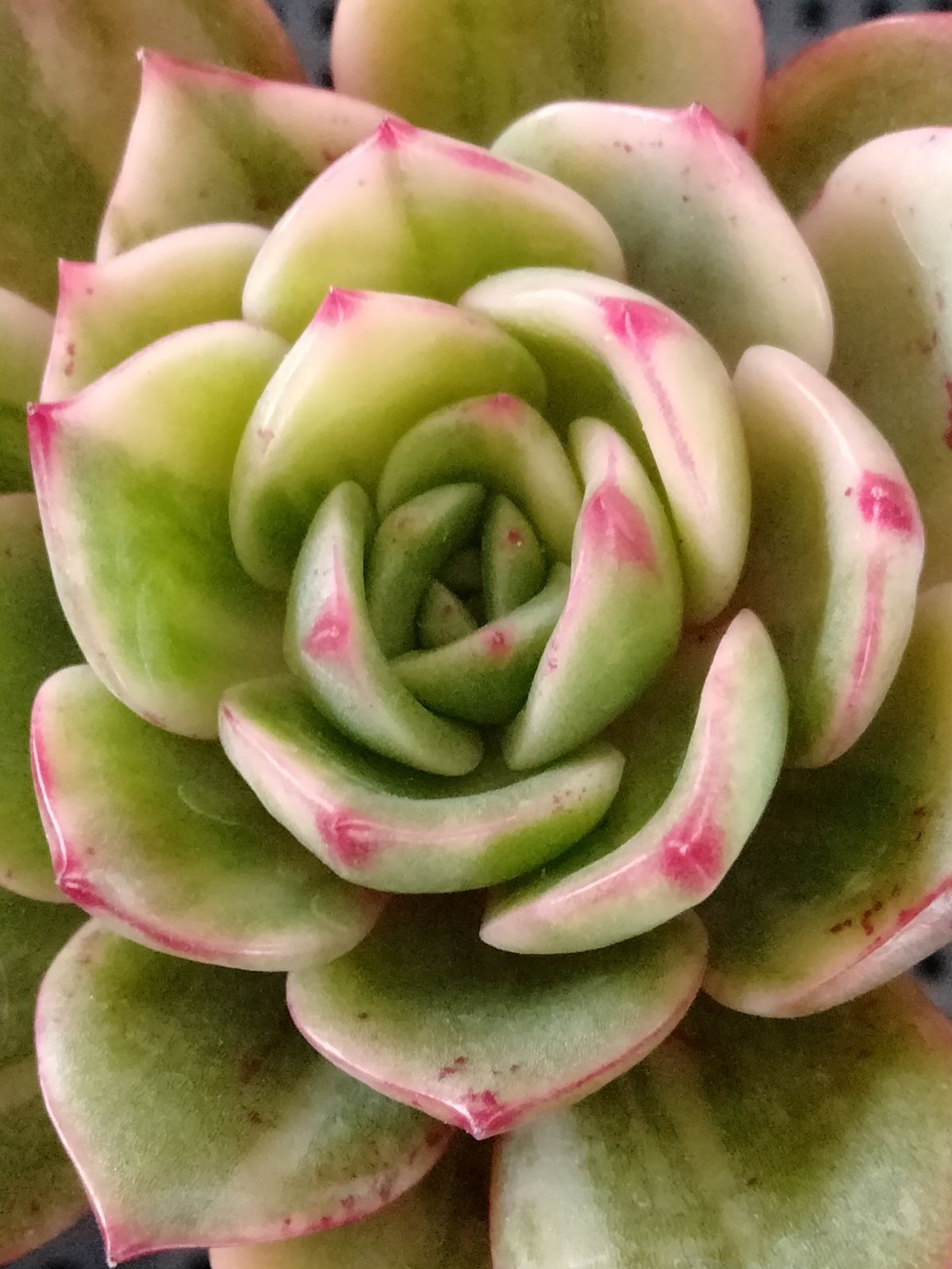 多肉植物 サル錦 - メルカリ