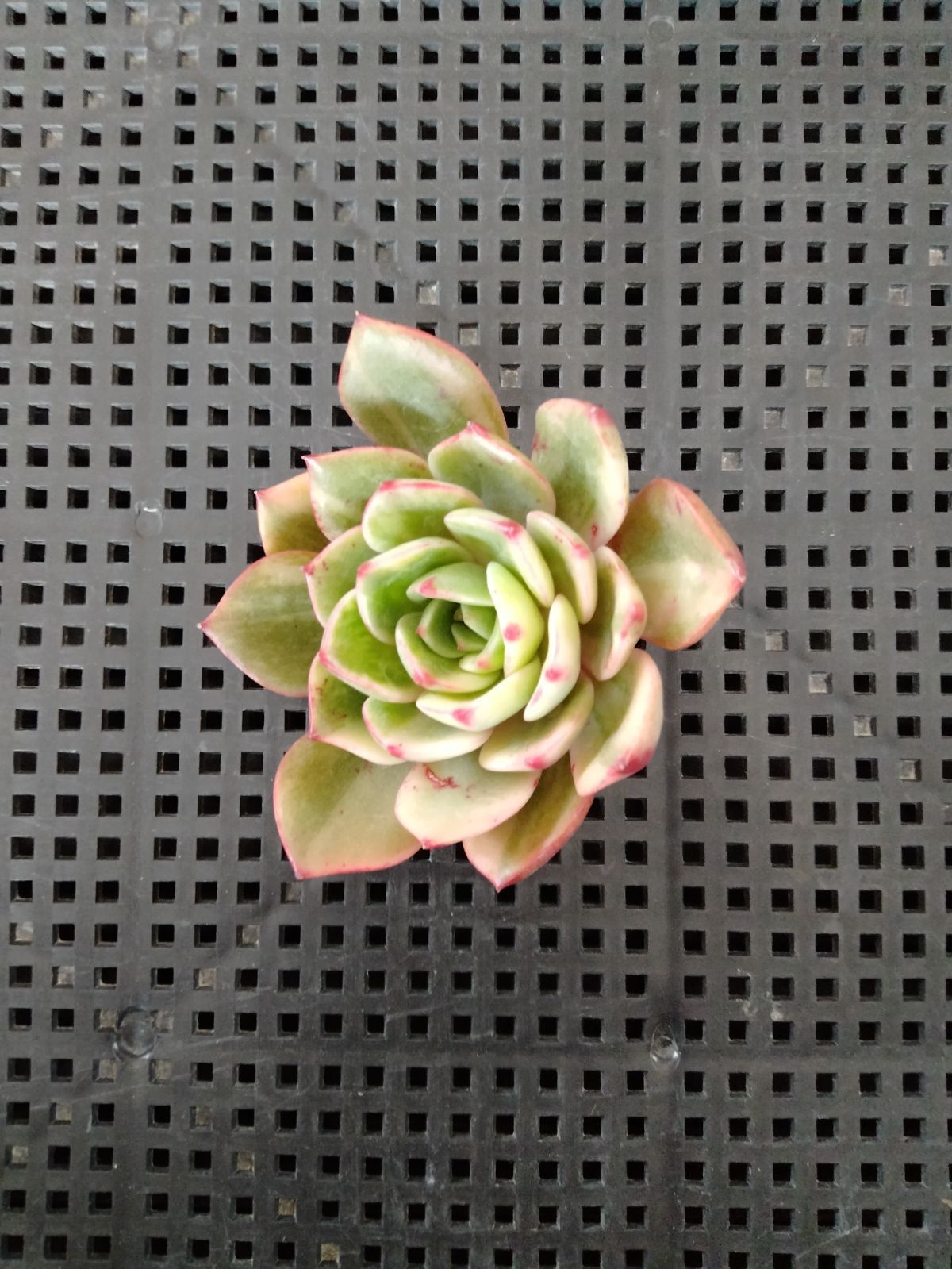 専用コーナー　サル錦他　発根開始　多肉植物 多肉植物 サル錦 - メルカリ