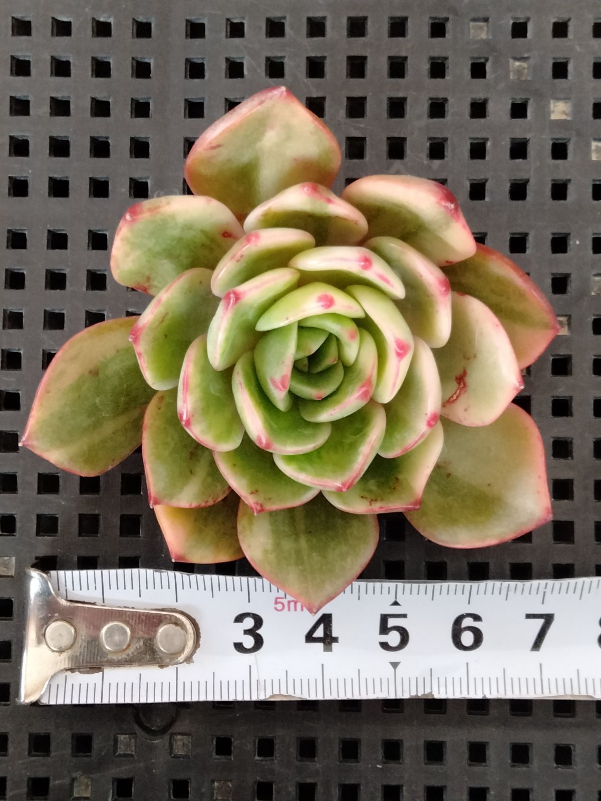 多肉植物 サル錦 - メルカリ