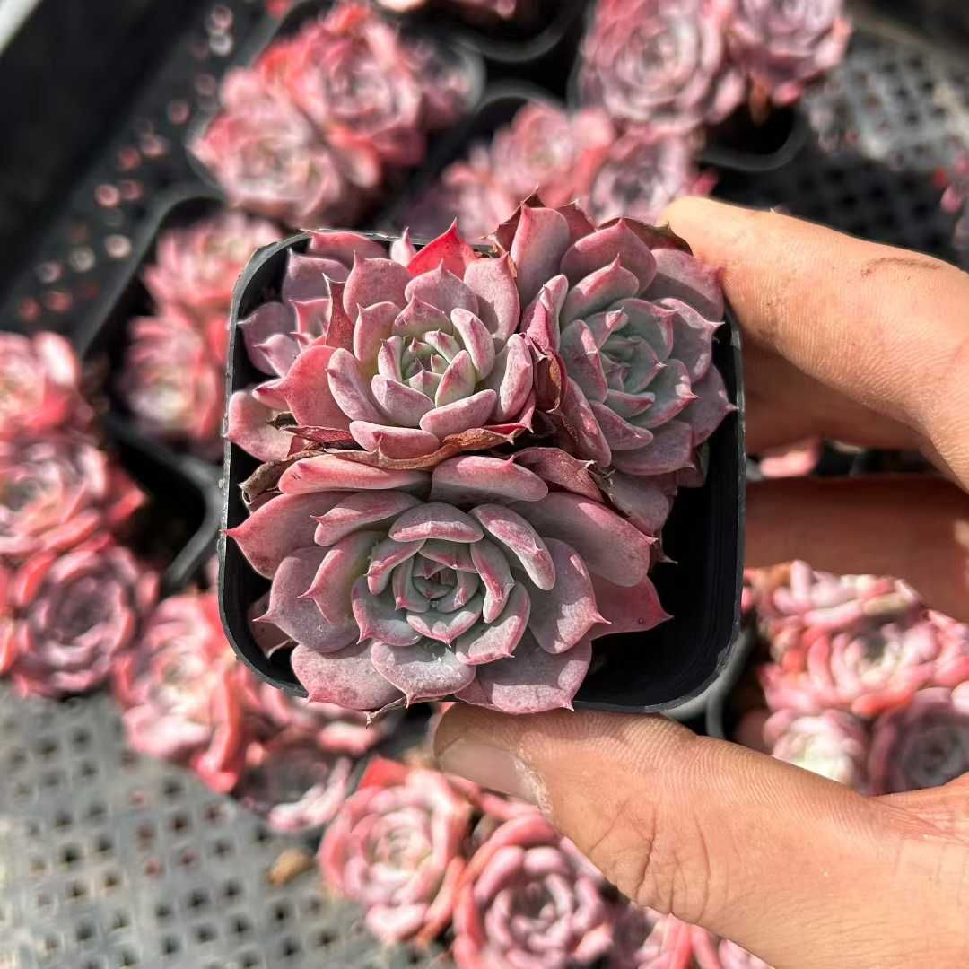 冬のサクラ 豪華版DVD-BOX〈完全初回生産限定・7枚組〉