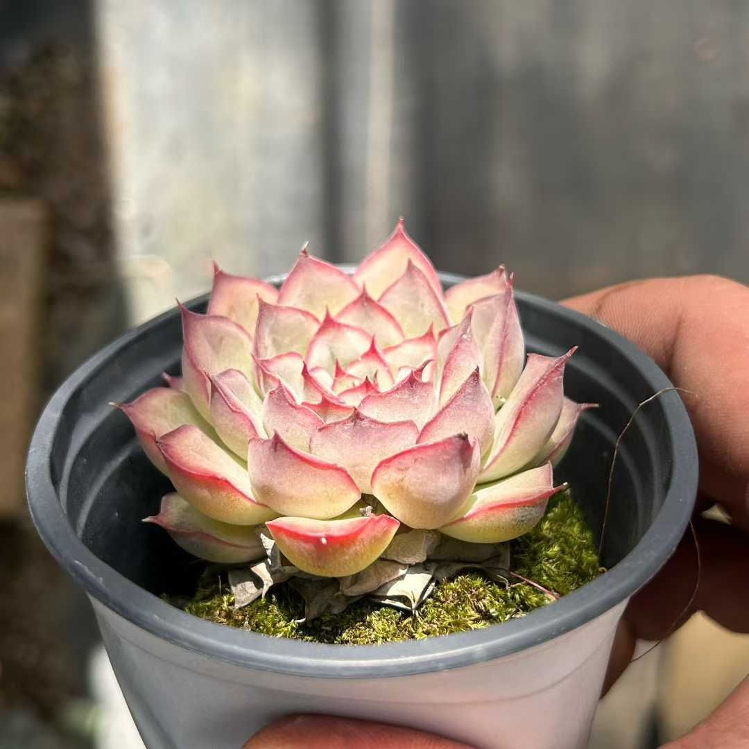 Z14×18苗 オリオン 新入荷 抜き苗 多肉植物 詰め合わせ アエオニウム