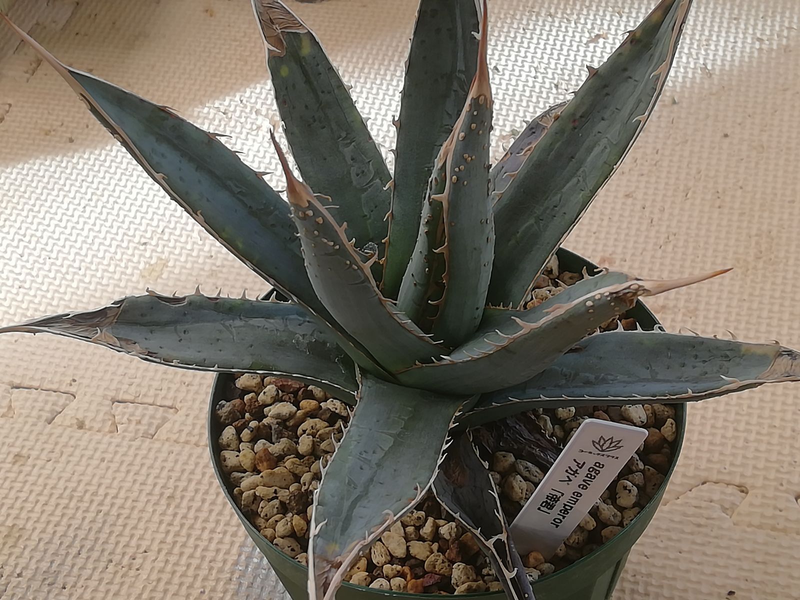 アガベ帝君(エンペラー)大株抜き苗1株プランツタグ付き - メルカリ