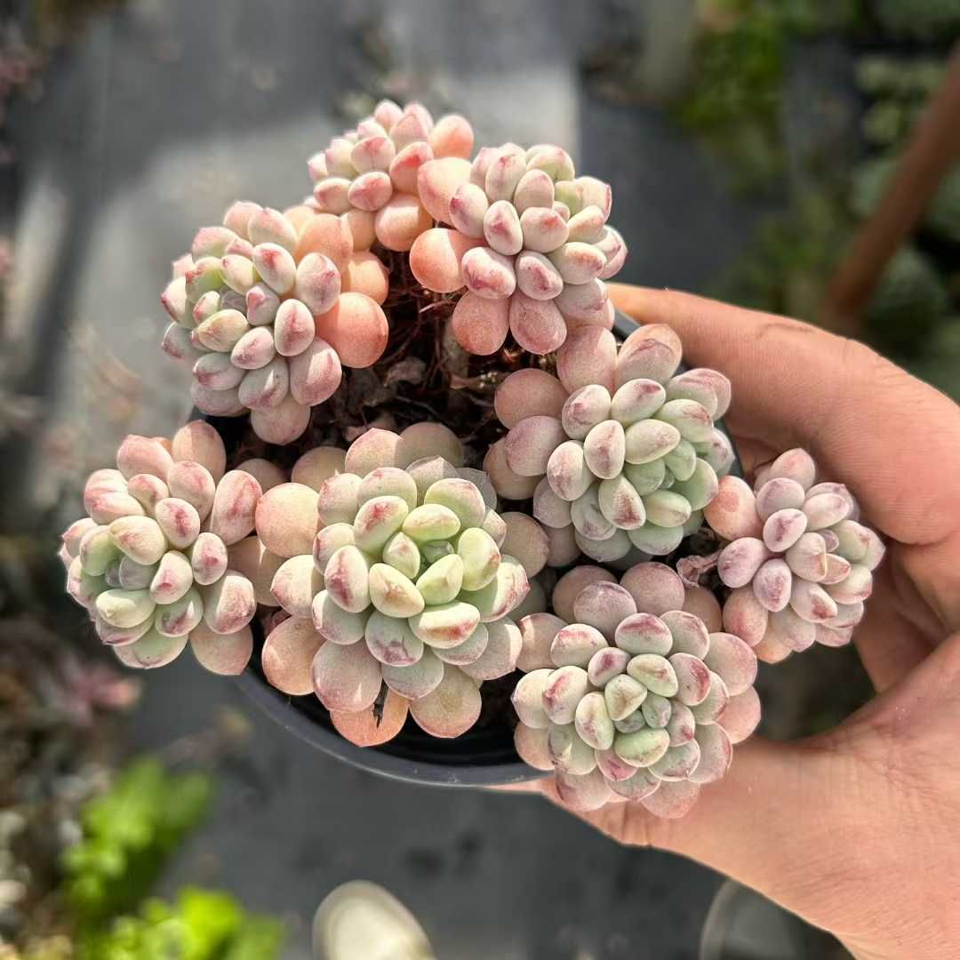 オープン記念セール レッドエッグ 18株セット 抜き苗 美苗 エケベリア