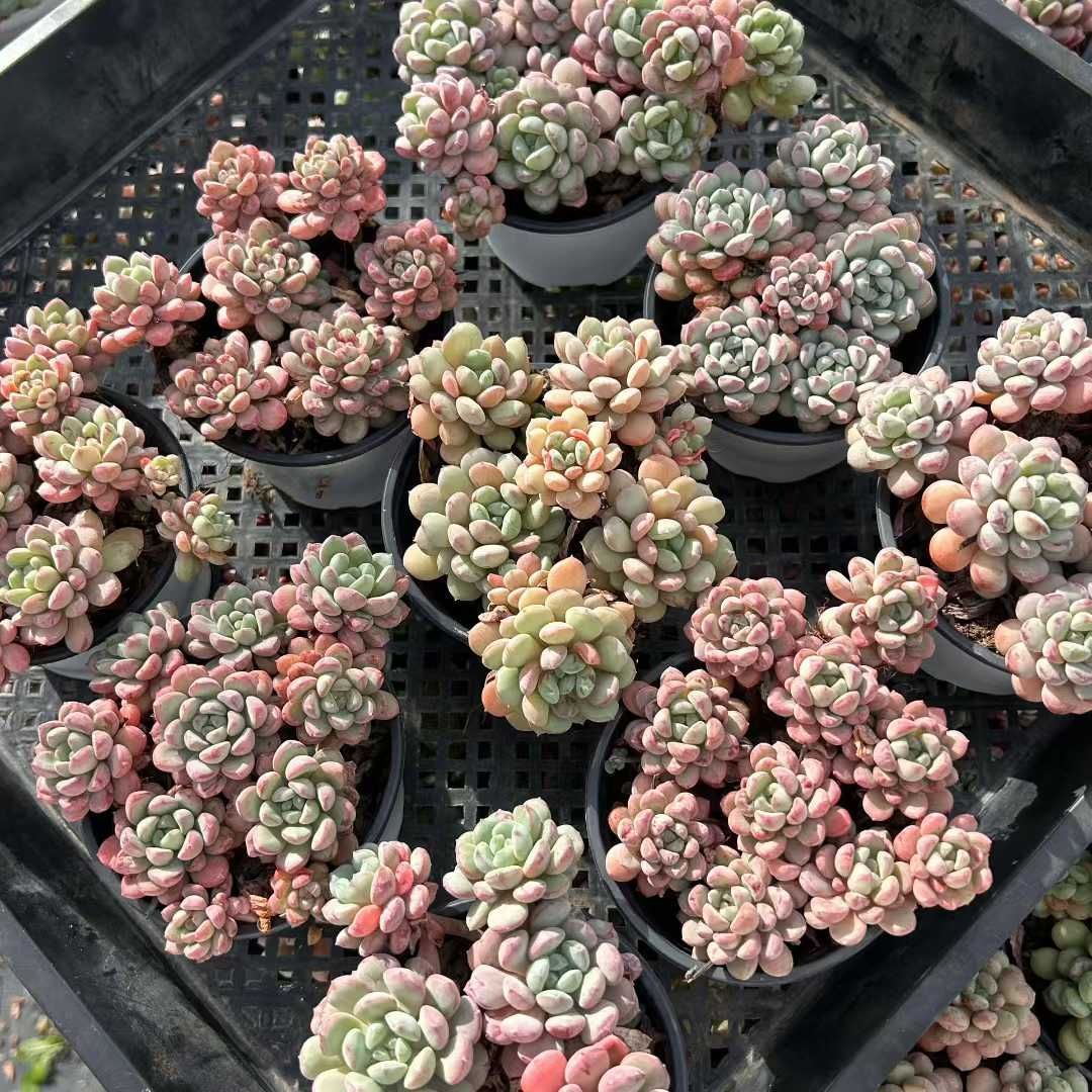 オープン記念セール レッドエッグ 18株セット 抜き苗 美苗 エケベリア