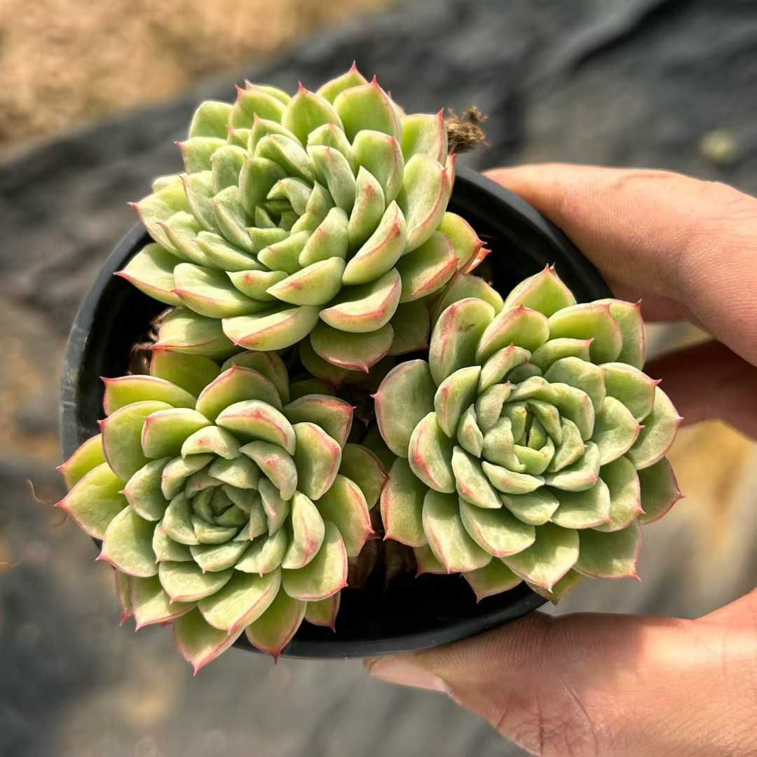 オープン記念セール ライムチリ 18株セット 抜き苗 美苗 エケベリア