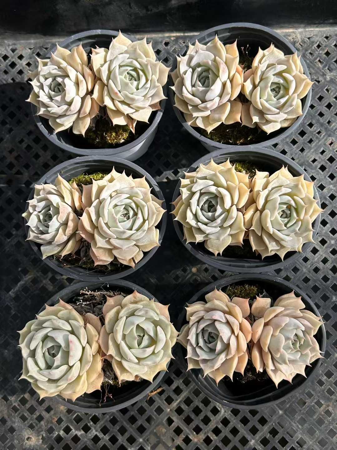 まるさん専用‼️タイ産 本ナロー 300葉 メルカリ便 8. ケイパレス マグノリア 泰山木 タイサンボク 苗 苗木 小型品種 7