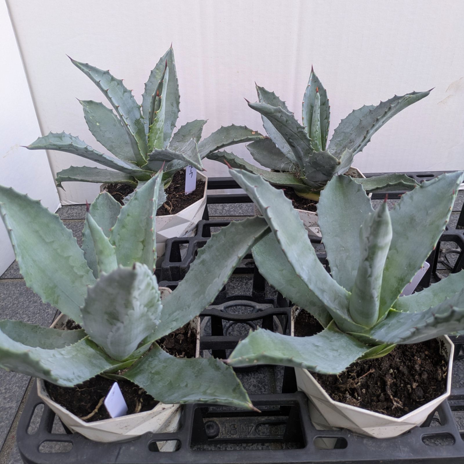 アガベ アメリカーナ ロックガーデン ドライガーデン ガーデニング