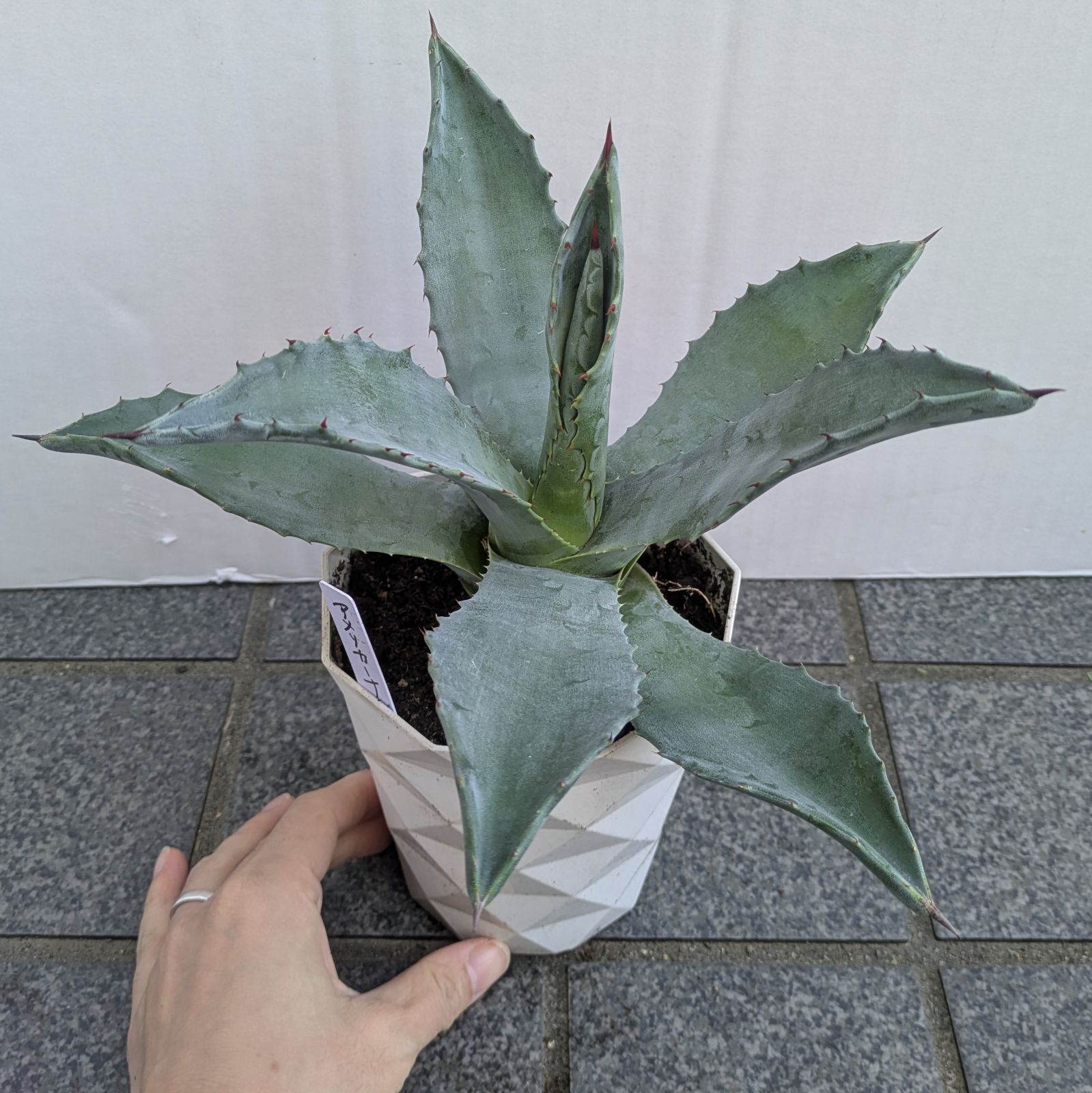 アガベ アメリカーナ ロックガーデン ドライガーデン ガーデニング