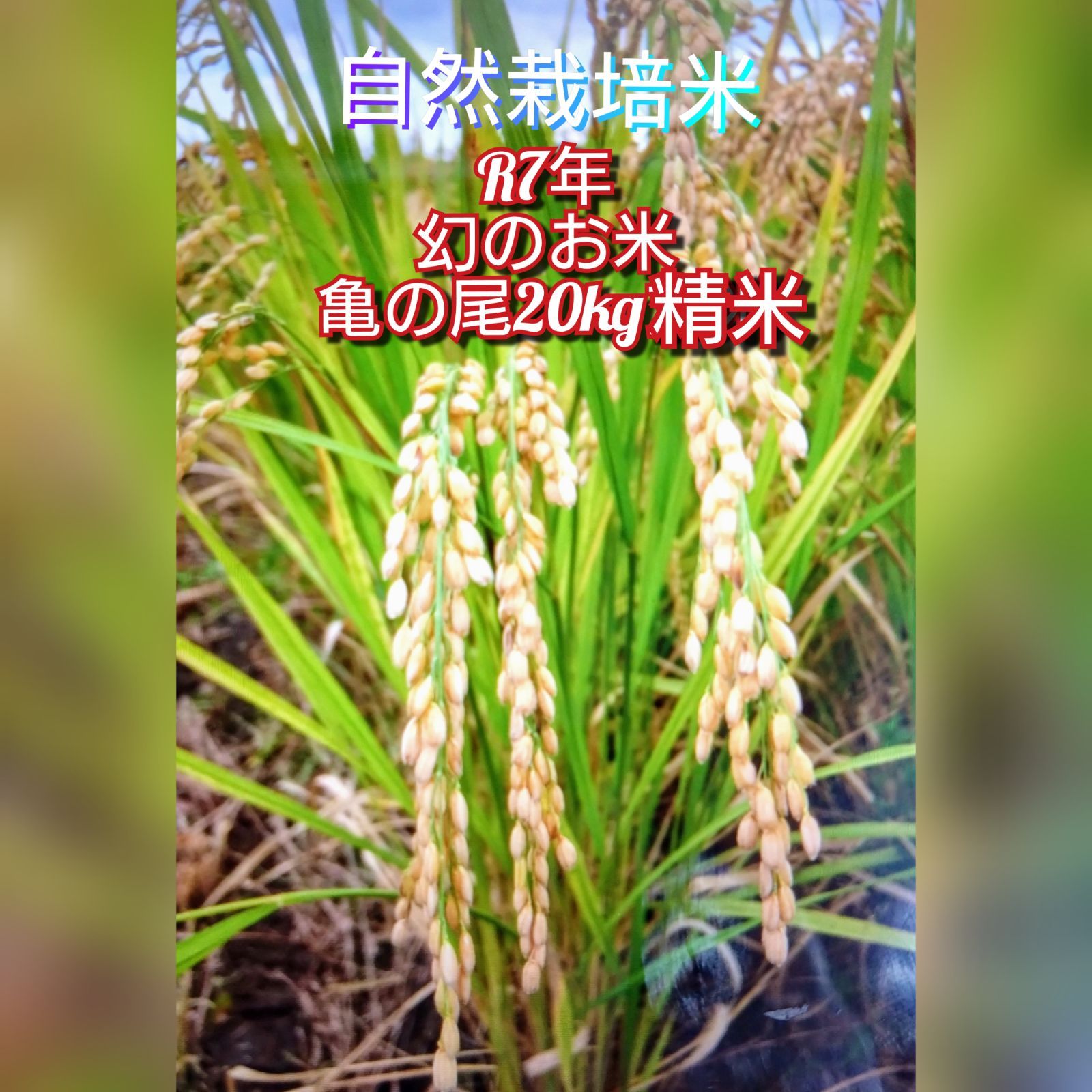 新春特別価格】令和7年 自然栽培米 亀の尾 20kg精米 - メルカリ
