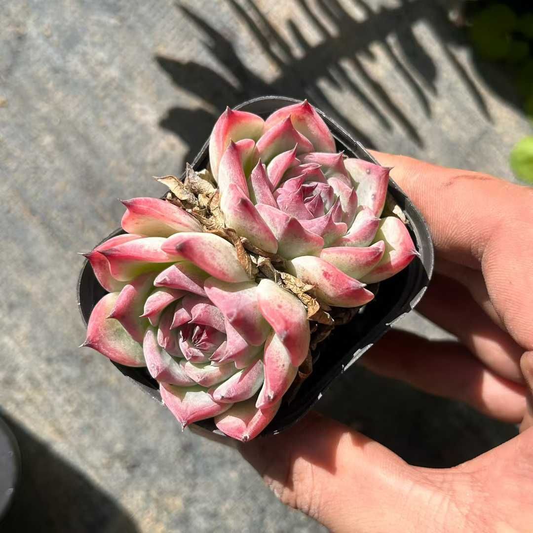 Z22×35苗 チワワ 新入荷 抜き苗 多肉植物 詰め合わせ アエオニウム