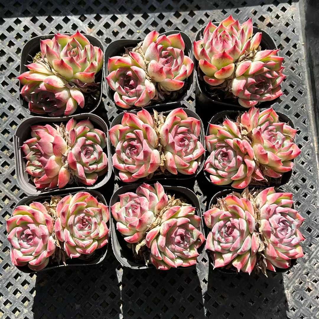 Z22×35苗 チワワ 新入荷 抜き苗 多肉植物 詰め合わせ アエオニウム