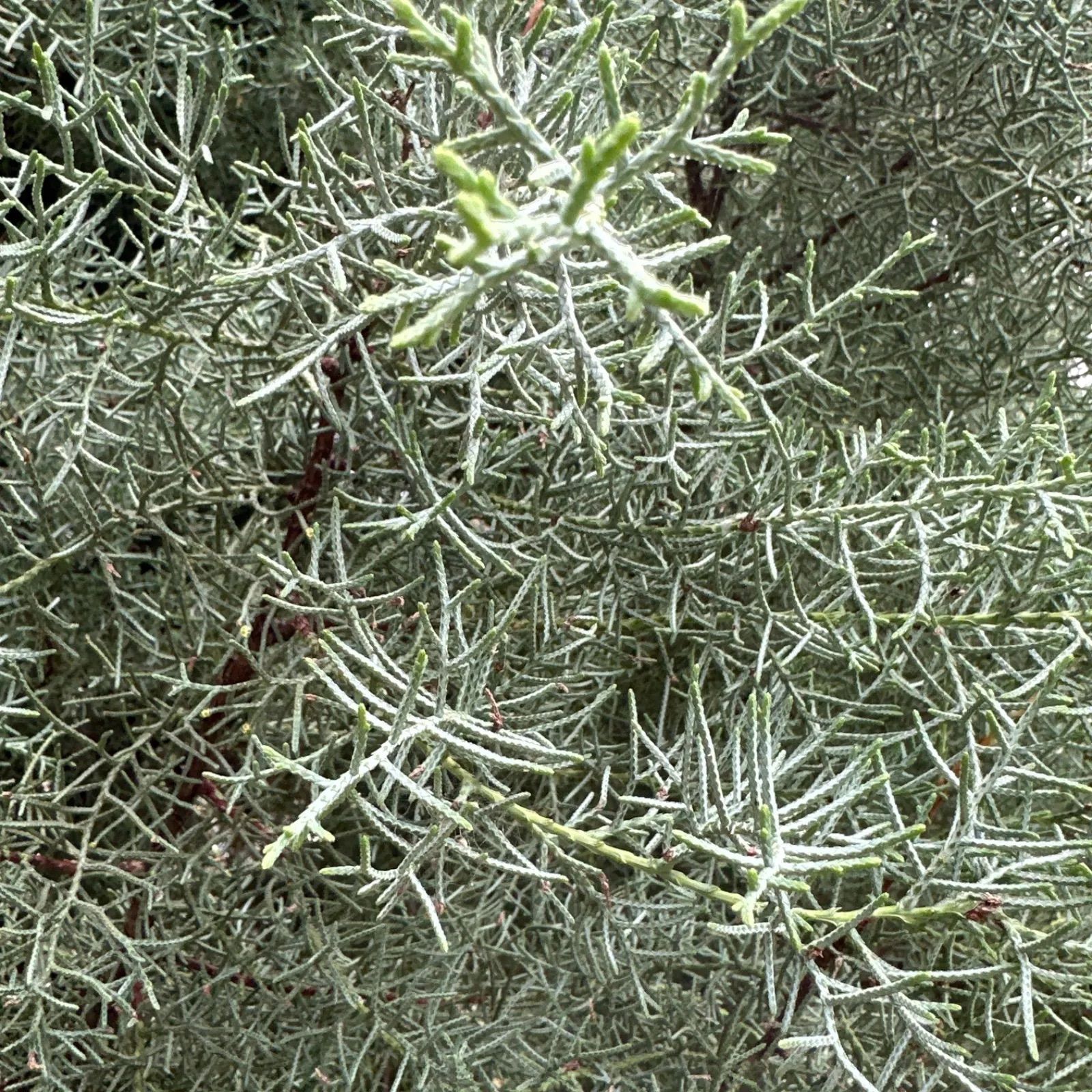 ☘️ユーカリ銀世界★フレッシュリーフ＊たっぷり☘️メルカリ便80サイズ ☘️ユーカリ銀世界☆フレッシュリーフ＊たっぷり☘️メルカリ便80