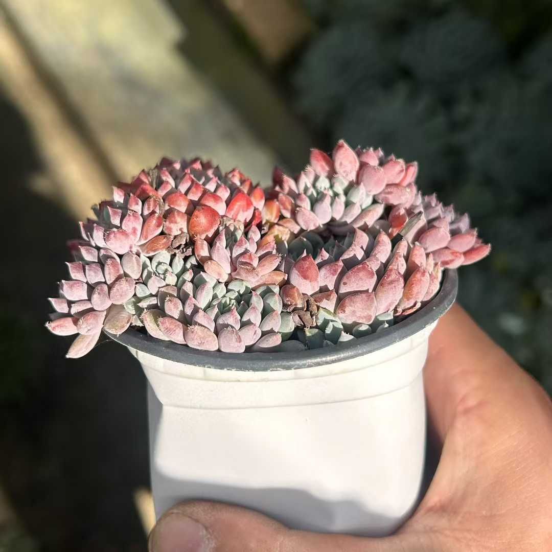 Z26×18苗 ヒメコヒカリ 新入荷 抜き苗 多肉植物 詰め合わせ