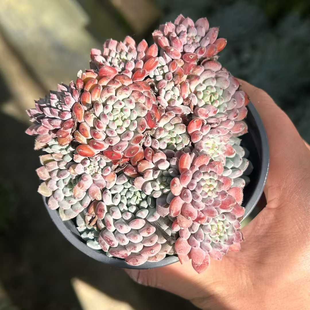 Z26×18苗 ヒメコヒカリ 新入荷 抜き苗 多肉植物 詰め合わせ