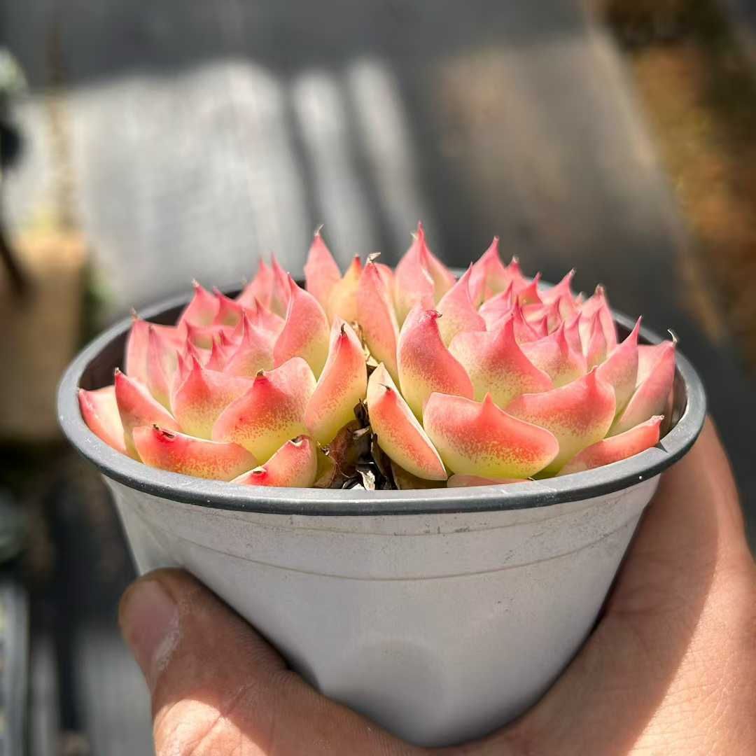 Z28×18苗 ピンクムーンライト 新入荷 抜き苗 多肉植物 詰め合わせ