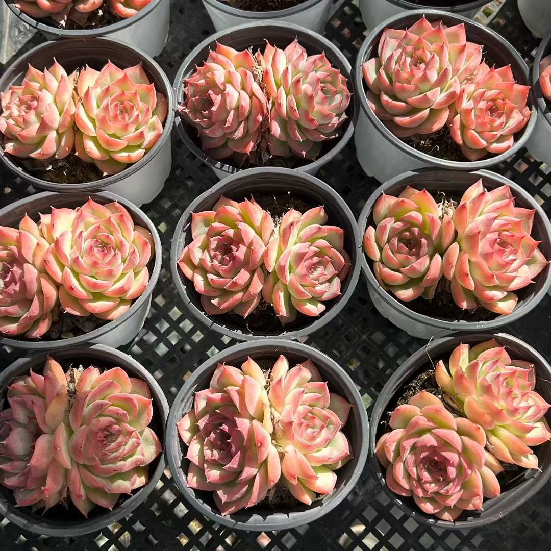 Z28×18苗 ピンクムーンライト 新入荷 抜き苗 多肉植物 詰め合わせ