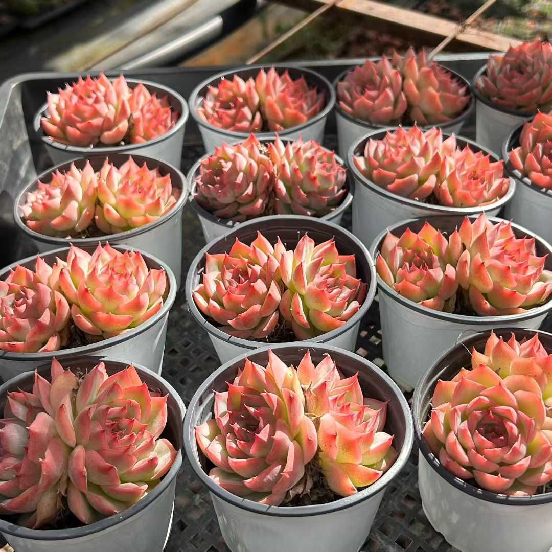 Z28×18苗 ピンクムーンライト 新入荷 抜き苗 多肉植物 詰め合わせ