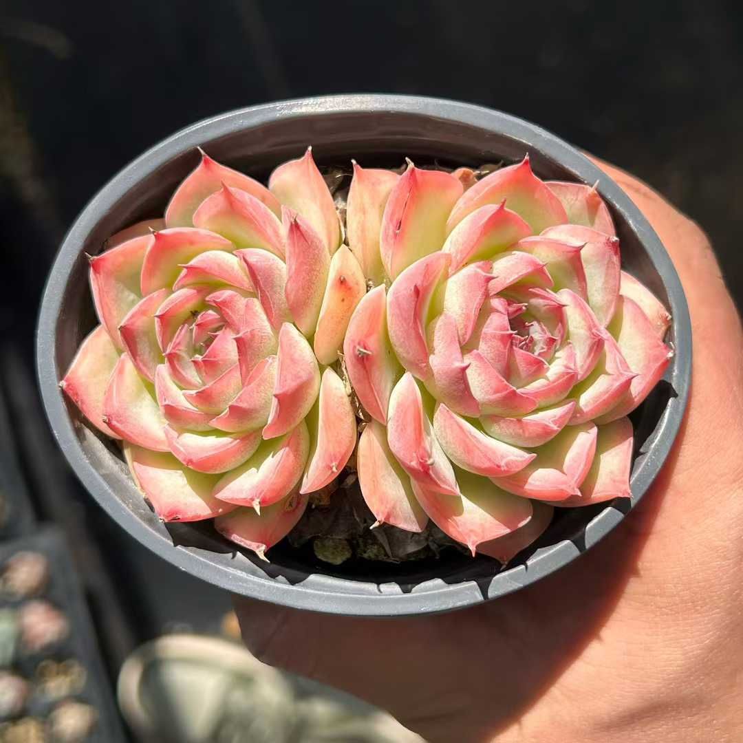 73#多肉植物❤️アエオニウム錦❤️おそれひめ❤️ 虞姫 ❤️1頭15cm 拔き苗 73#多肉植物❤️アエオニウム錦❤️おそれひめ❤️ 虞姫 ❤️1頭15cm