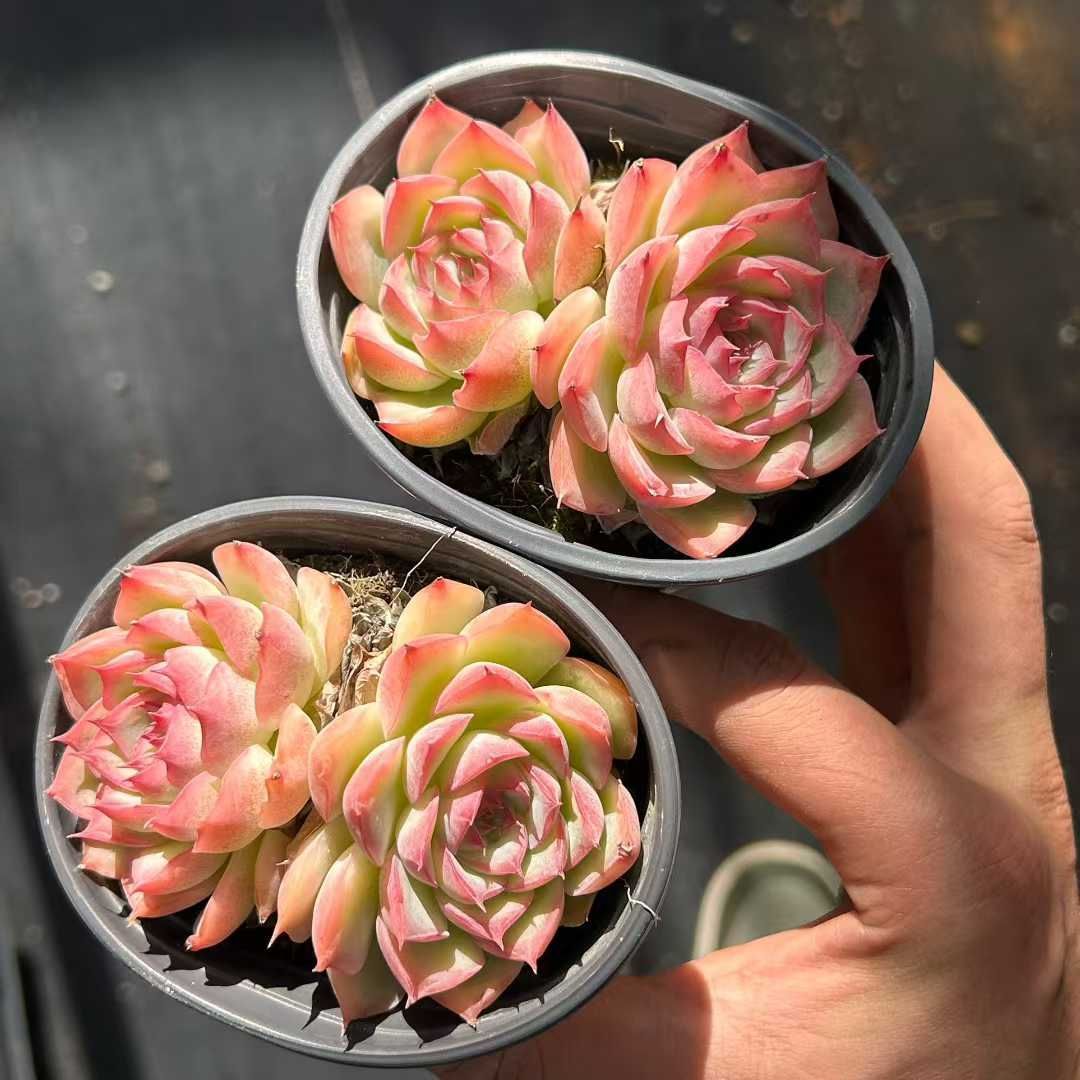 Z28×18苗 ピンクムーンライト 新入荷 抜き苗 多肉植物 詰め合わせ