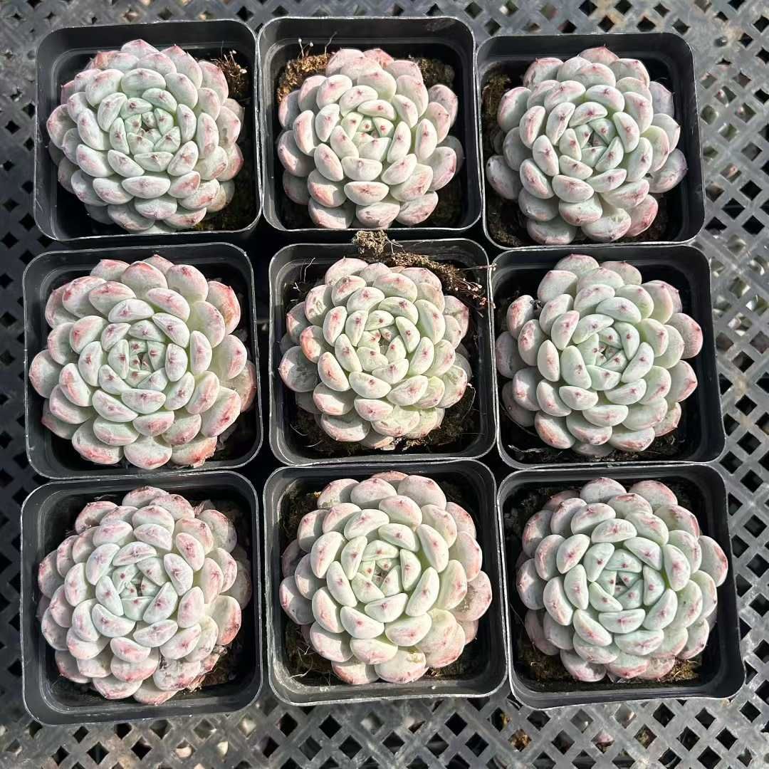 Z34×54苗 ユキツメ 新入荷 抜き苗 多肉植物 詰め合わせ アエオニウム
