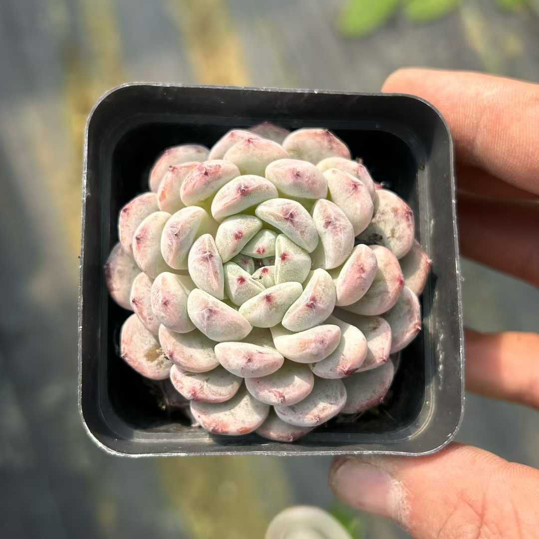 Z34×54苗 ユキツメ 新入荷 抜き苗 多肉植物 詰め合わせ アエオニウム
