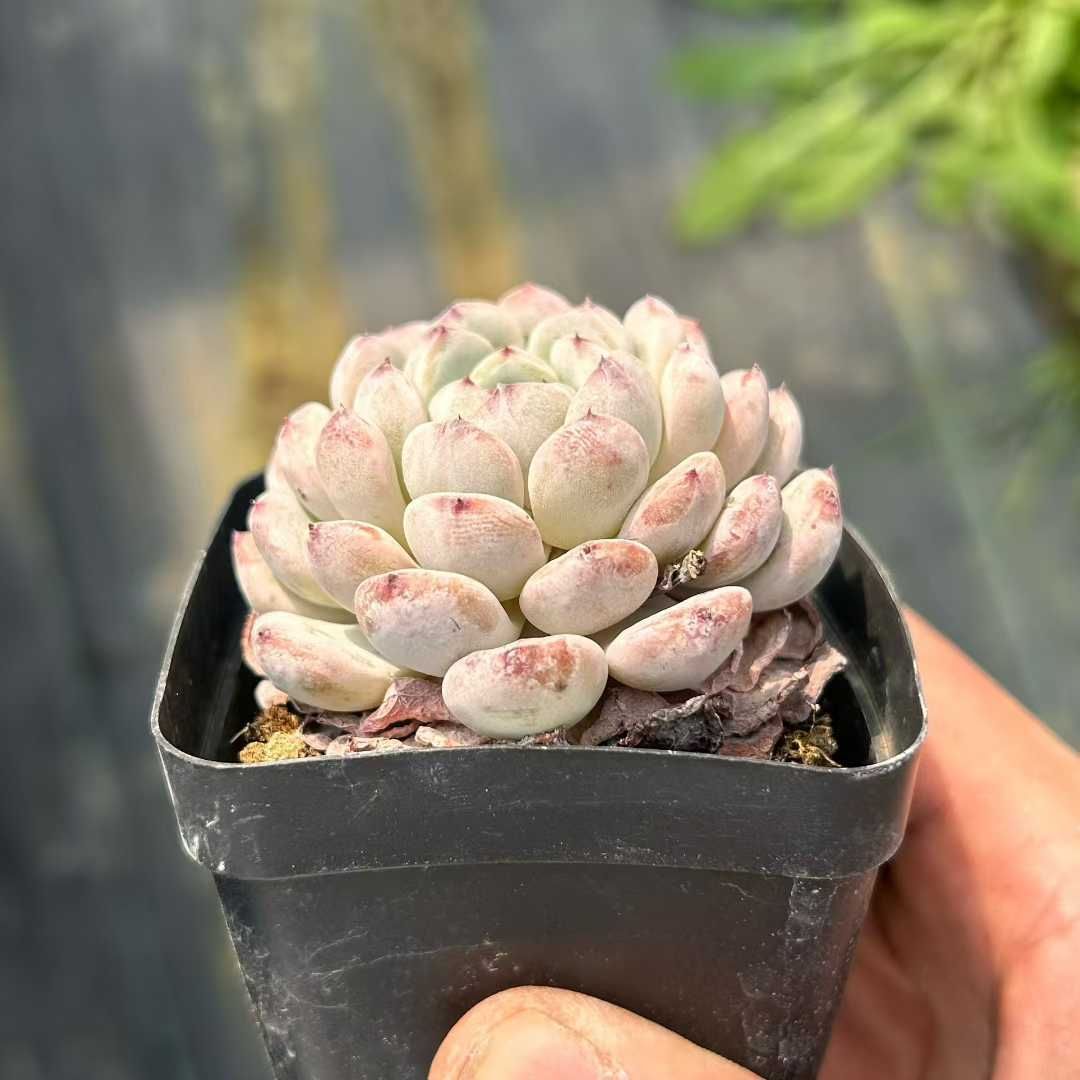 Z34×54苗 ユキツメ 新入荷 抜き苗 多肉植物 詰め合わせ アエオニウム