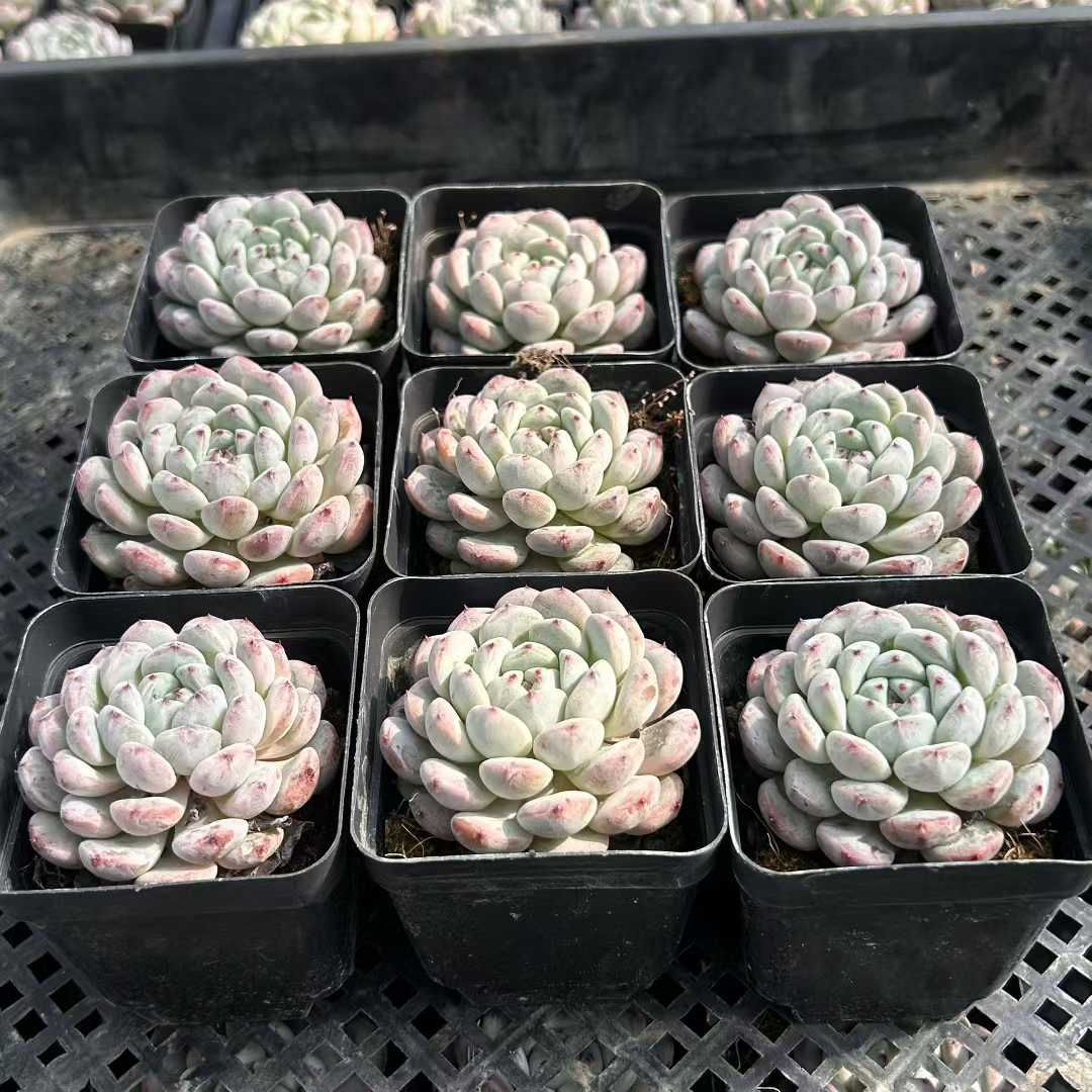 Z34×54苗 ユキツメ 新入荷 抜き苗 多肉植物 詰め合わせ アエオニウム