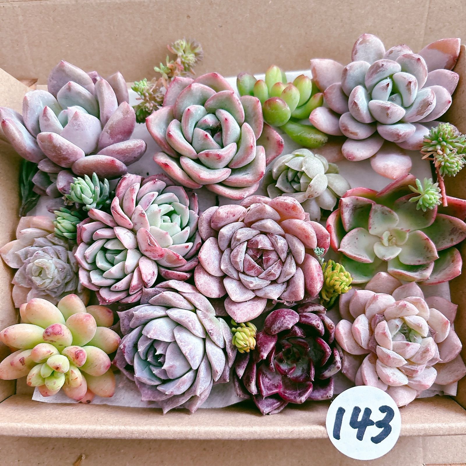 143 多肉植物寄せ植えセット - メルカリ
