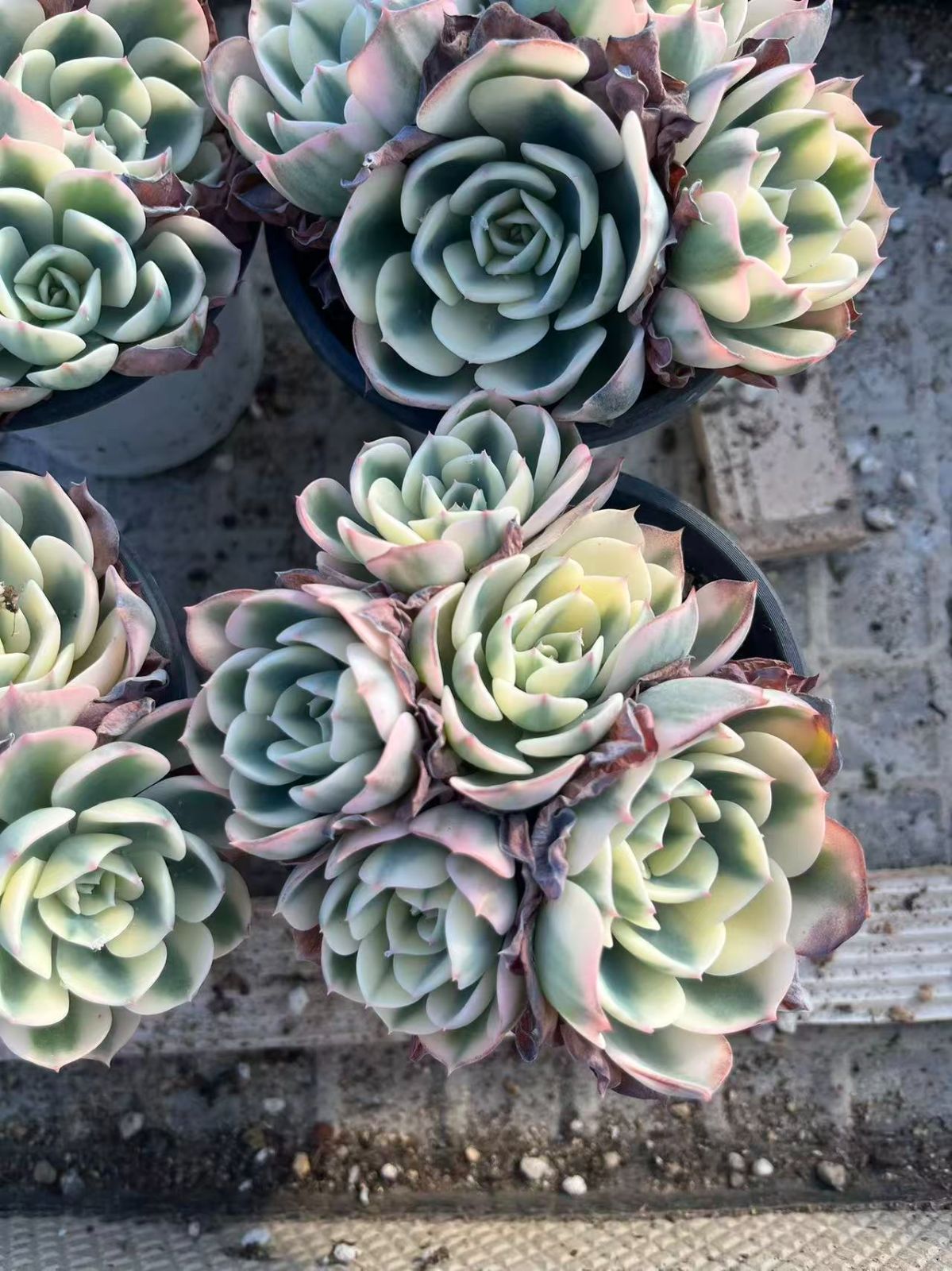 Z39×8苗 ルノーディーン錦 新入荷 抜き苗 多肉植物 詰め合わせ