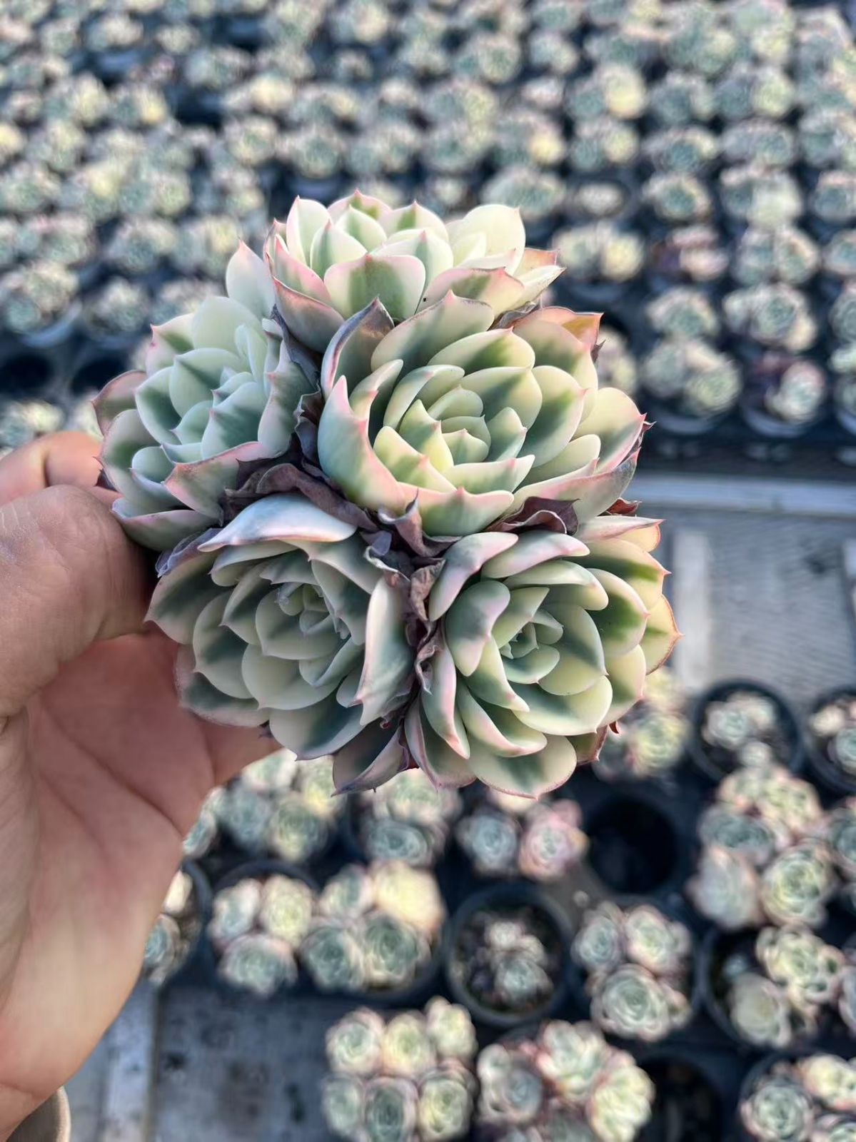 Z39×8苗 ルノーディーン錦 新入荷 抜き苗 多肉植物 詰め合わせ Z39×8苗 ルノーディーン錦 新入荷 抜き苗 多肉植物 詰め合わせ