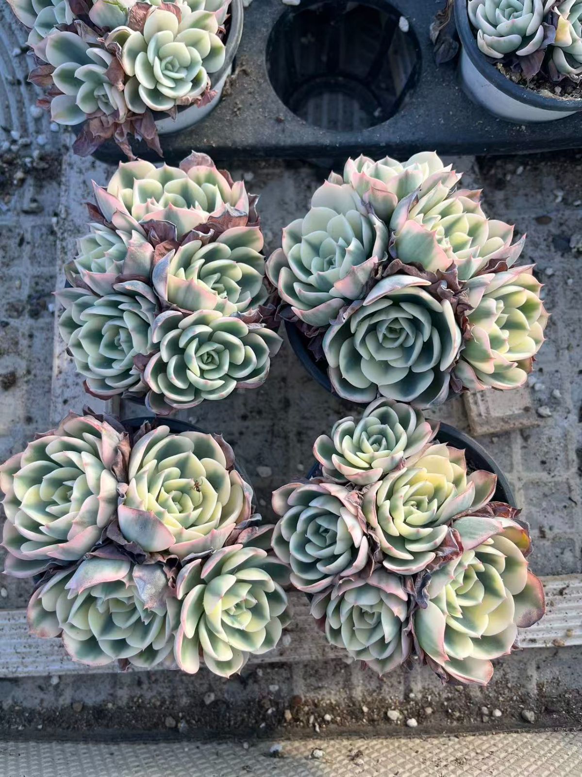 Z39×8苗 ルノーディーン錦 新入荷 抜き苗 多肉植物 詰め合わせ